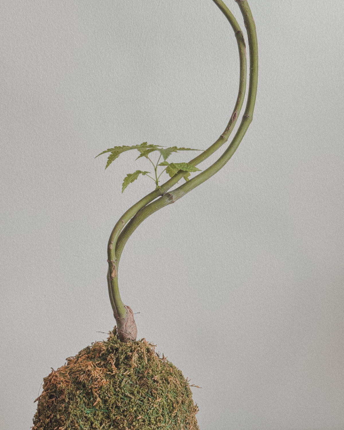 Japanese Maple kokedama