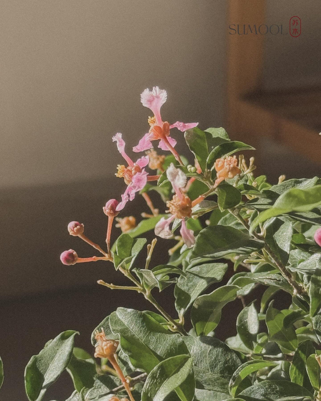 Cherry Barbados Bonsai