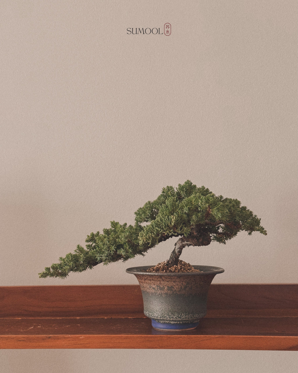 Japanese Juniper Sleeping Pine