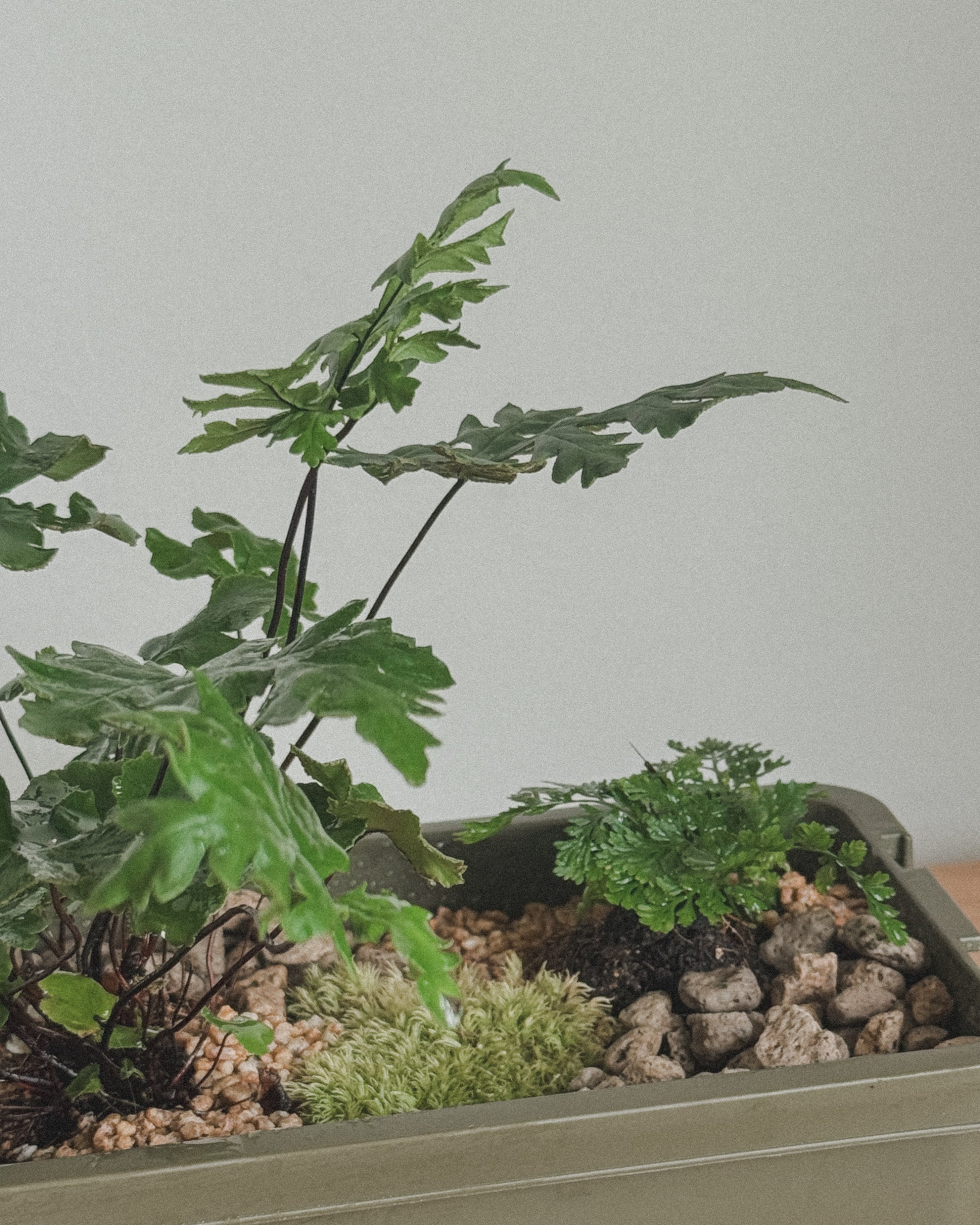 sumool forest crate 02