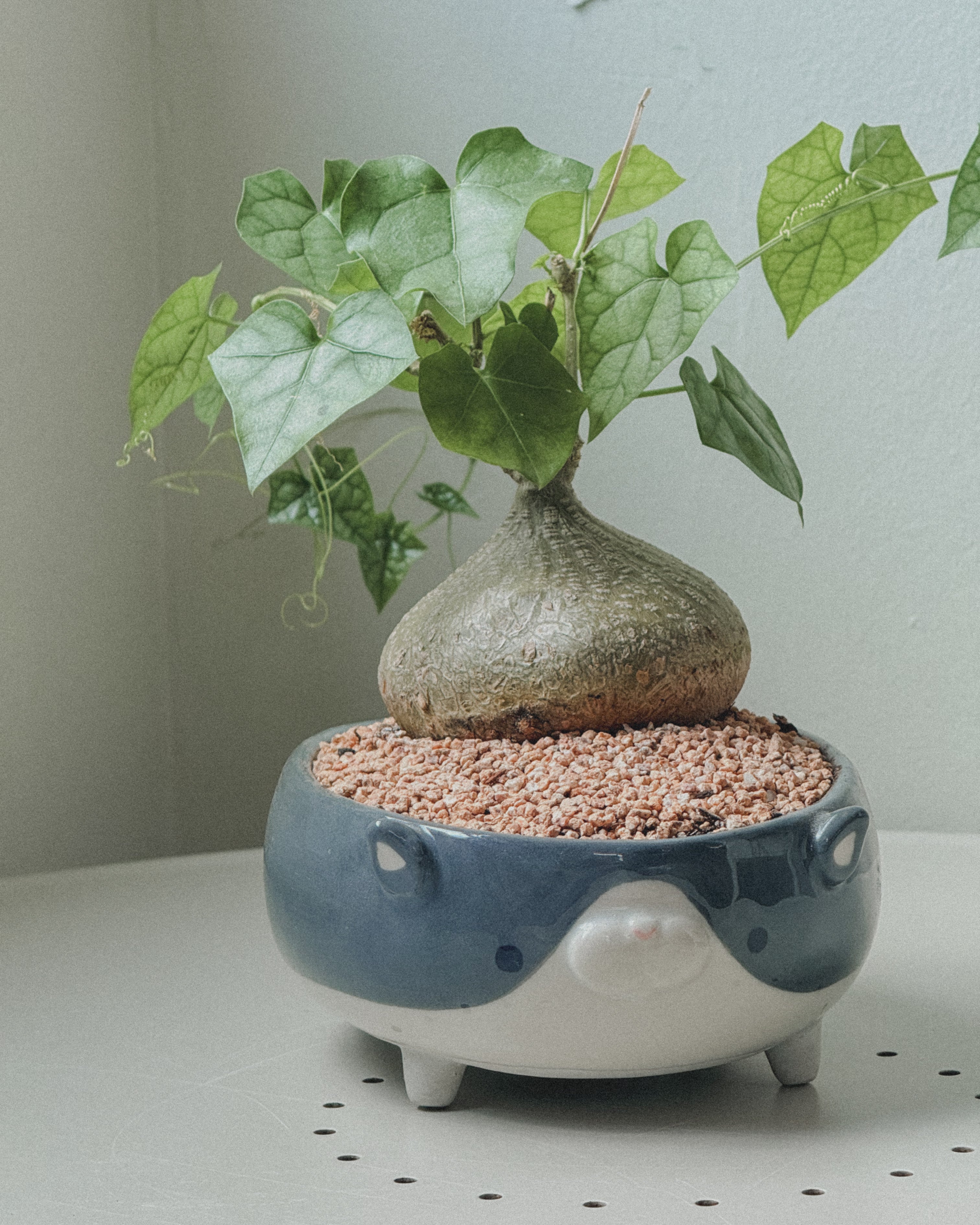 Gerrardanthus Bigfoot in Pet Pot