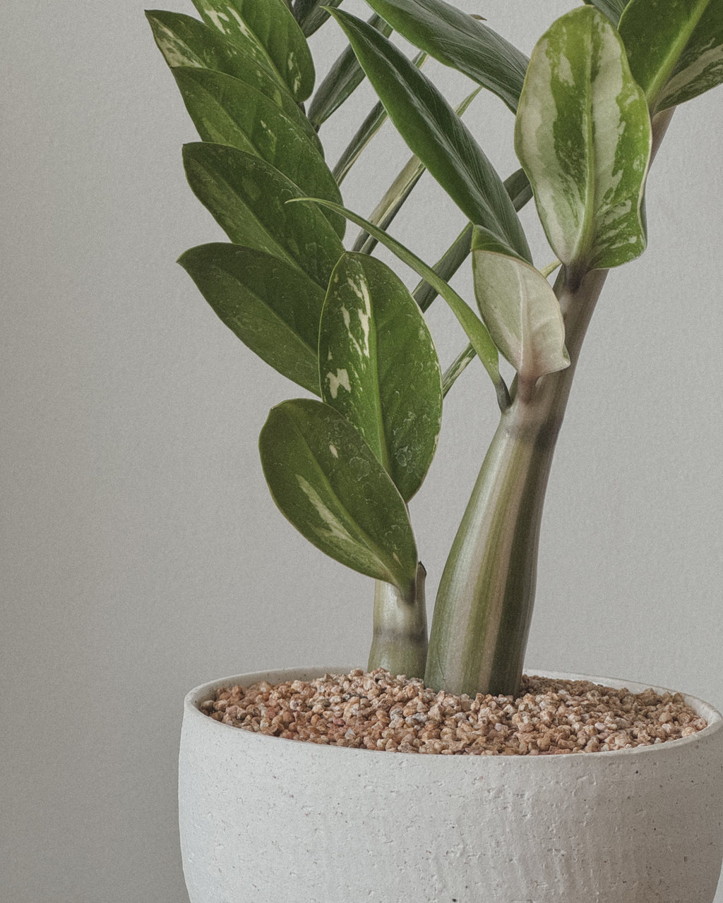 Lucky ZZ Varigated Zamioculas Zamiifolia