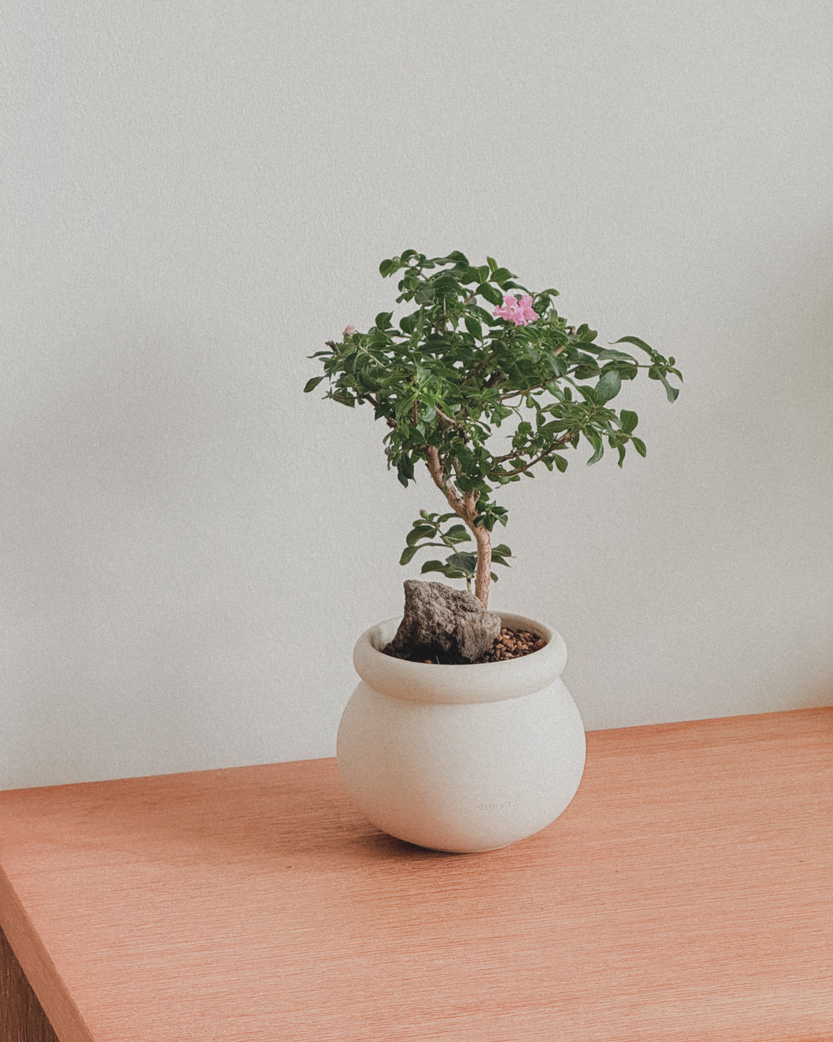 Crepe Myrtle