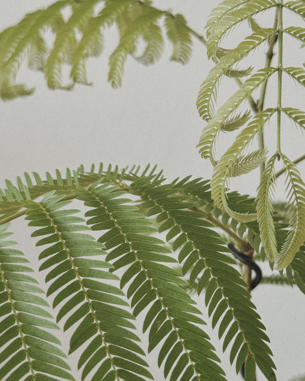 Everfresh Tree (Small)