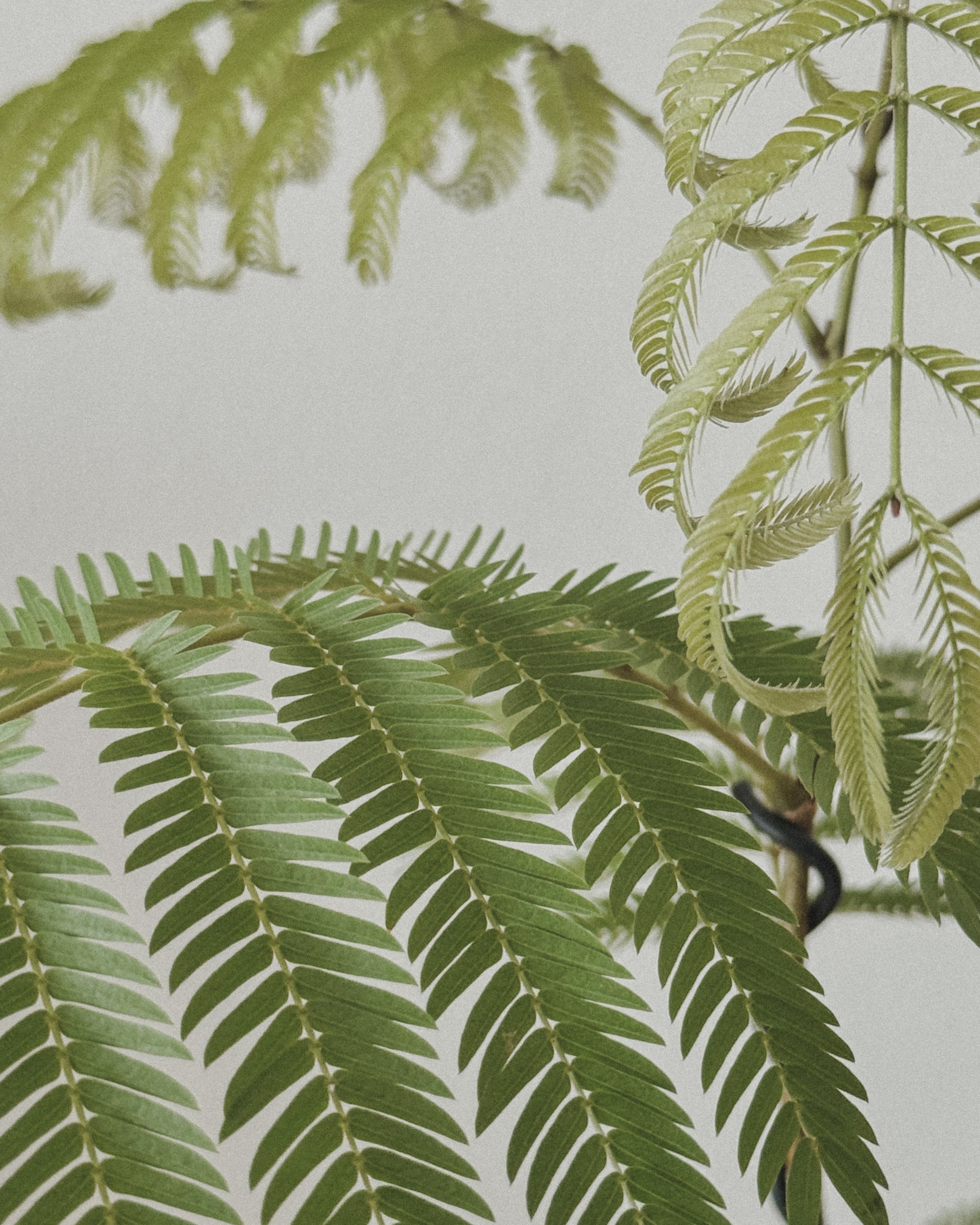 Everfresh Tree (Small)