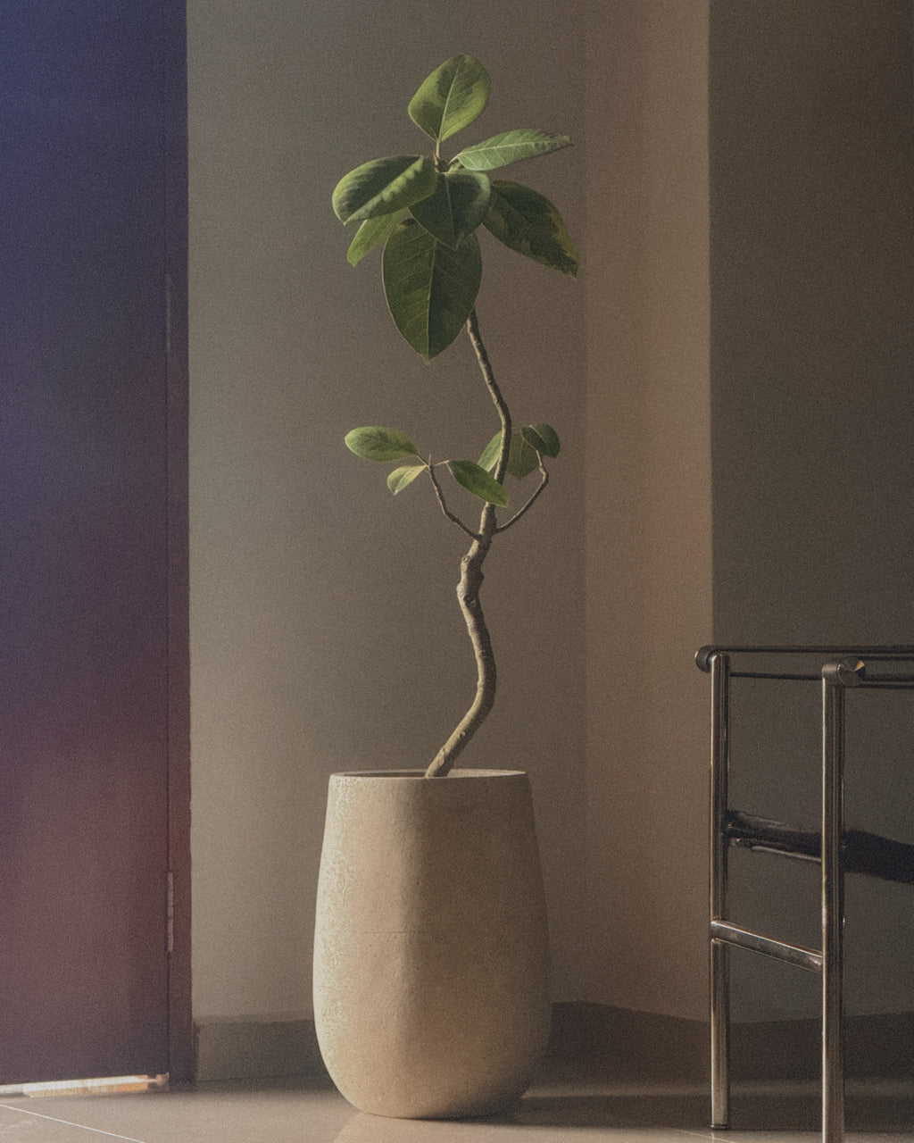 Ficus altissima