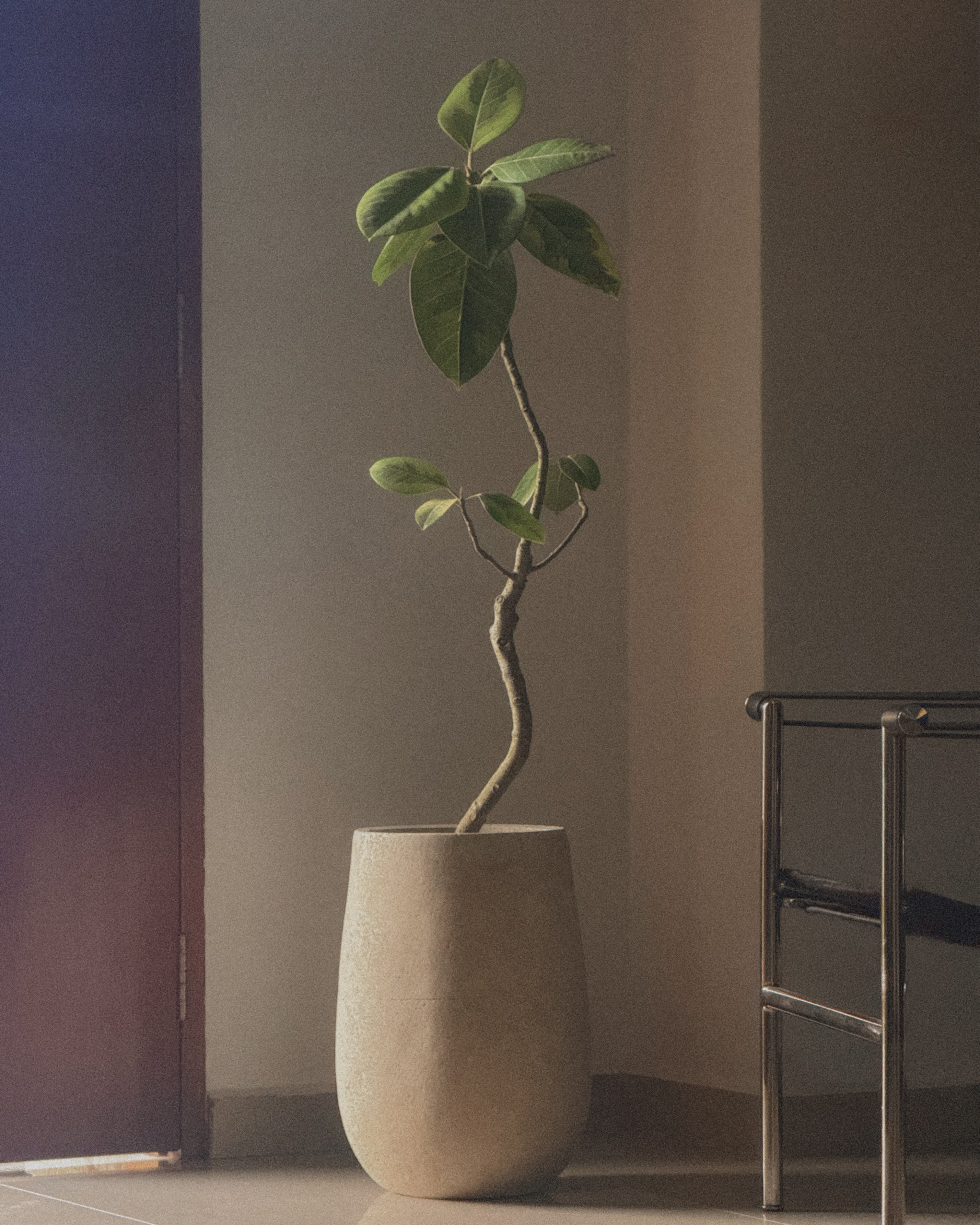 Ficus altissima