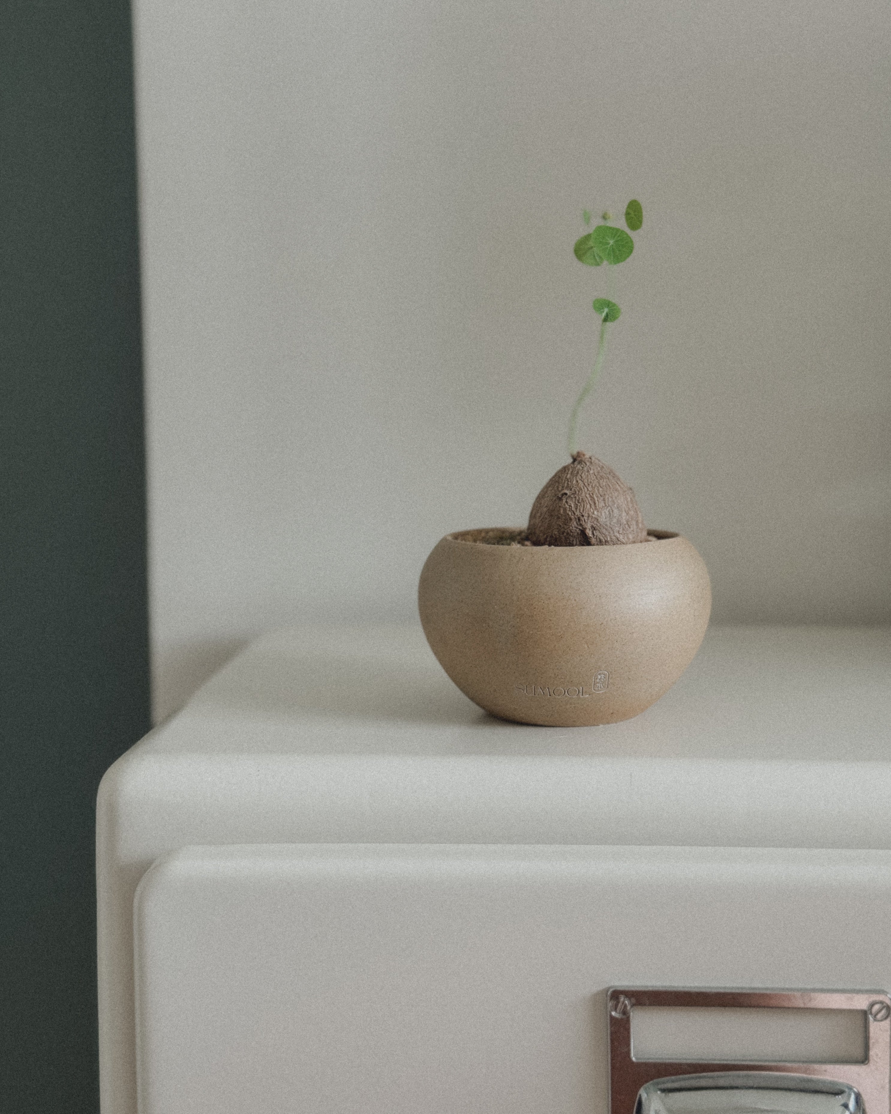 Stephania Erecta in mini