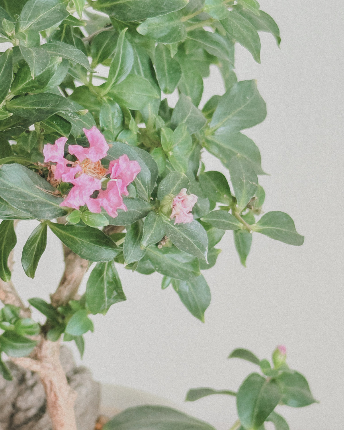 Crepe Myrtle