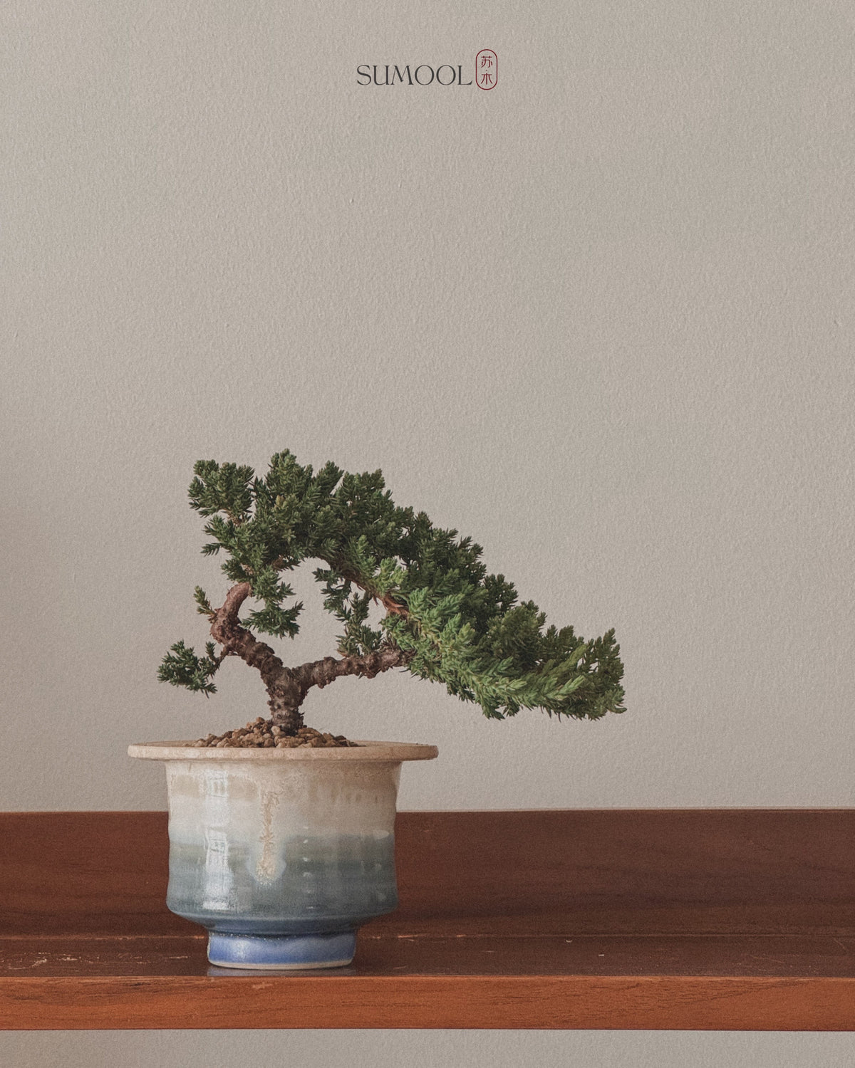 Little Japanese Juniper Sleeping Pine