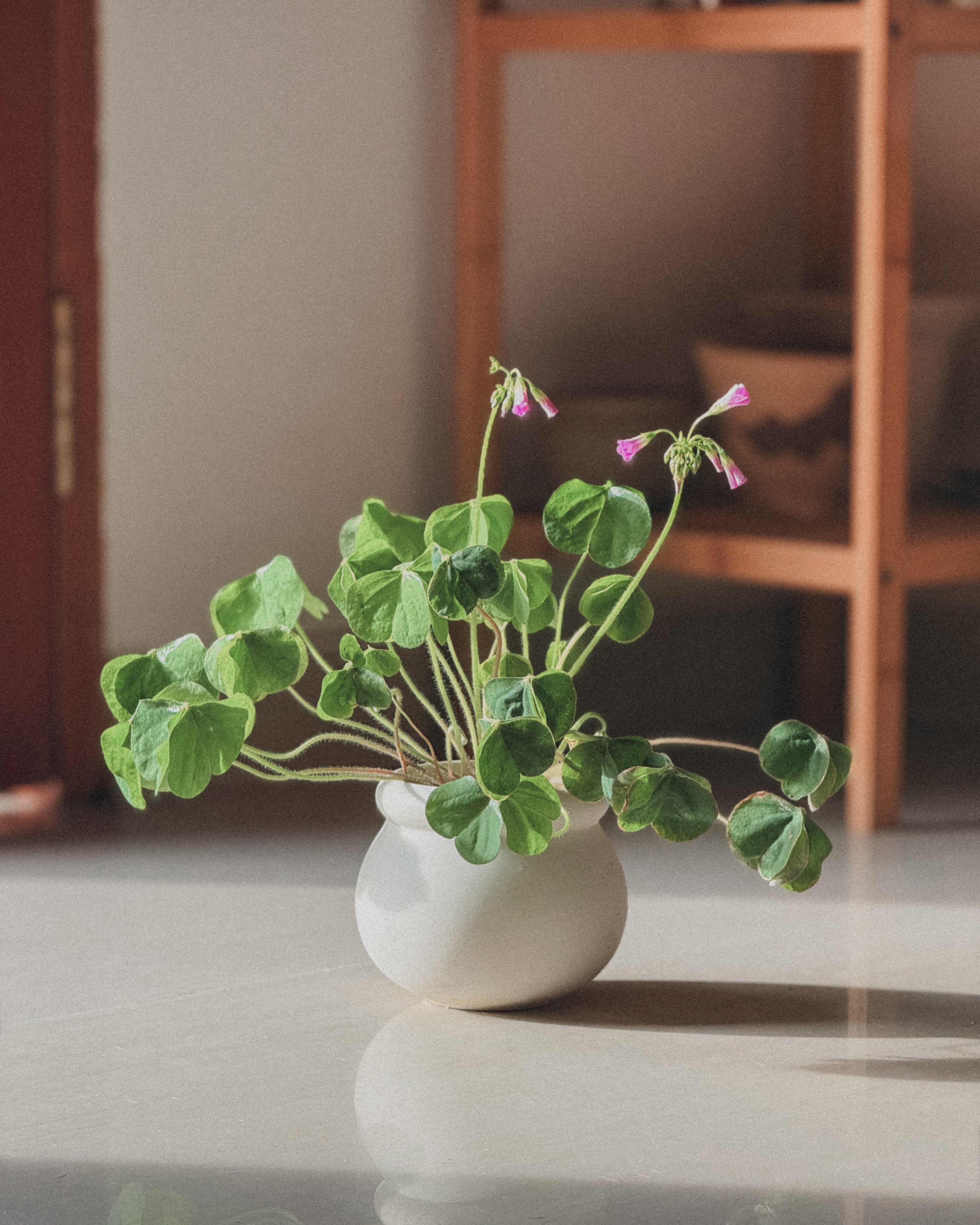Pink Woodsorrel (Oxalis Debilis)