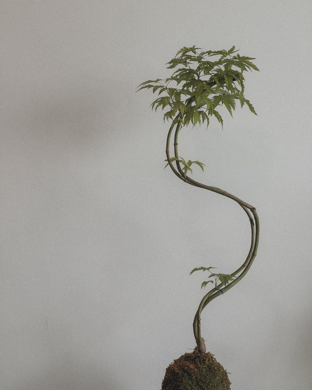 Japanese Maple kokedama