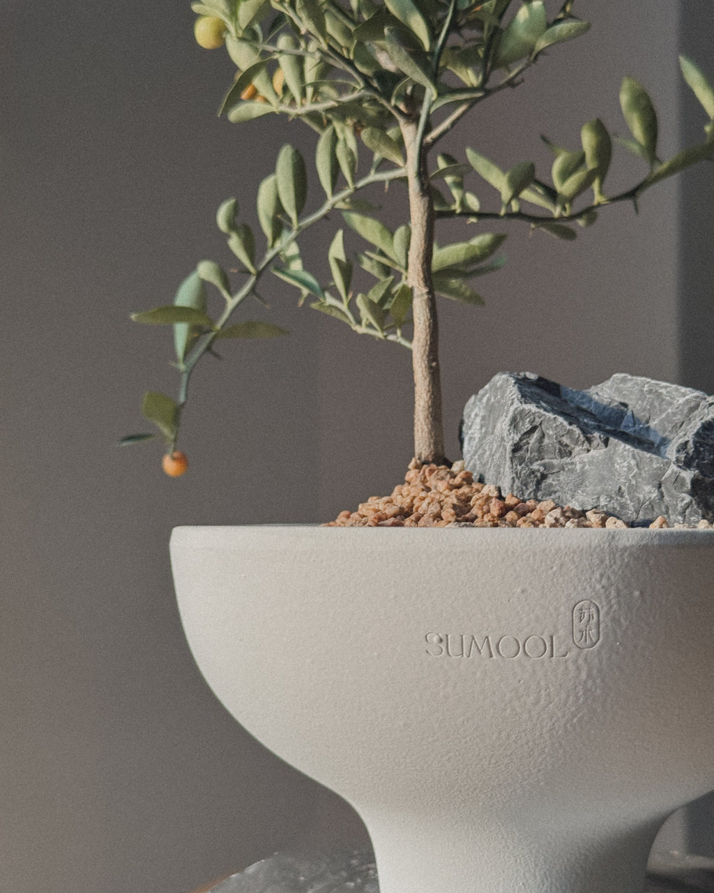 Lucky Kinkan, mini citrus tree (Fortunella Japonica)