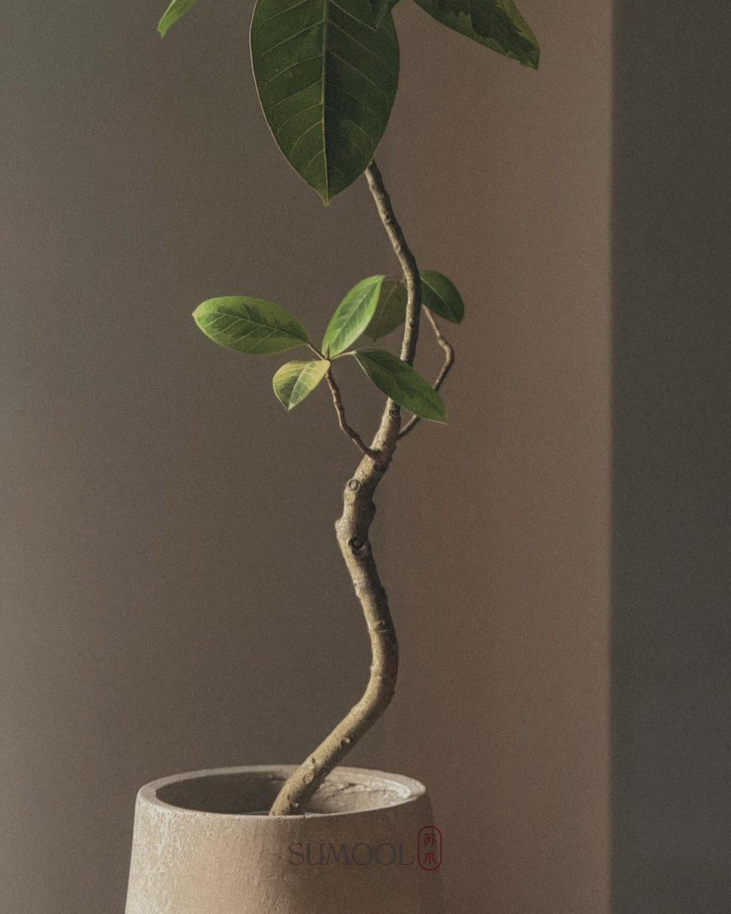 Ficus altissima