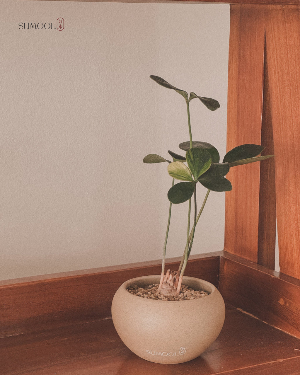 Variegated Zamia Furfuracea (Cardboard Palm)