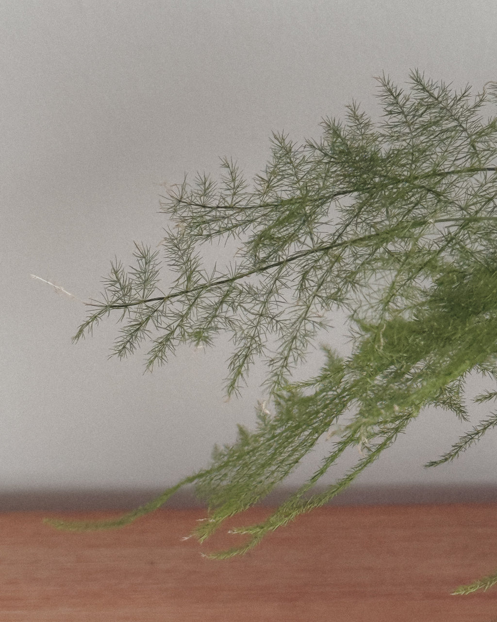 Asparagus Fern Table Forest style