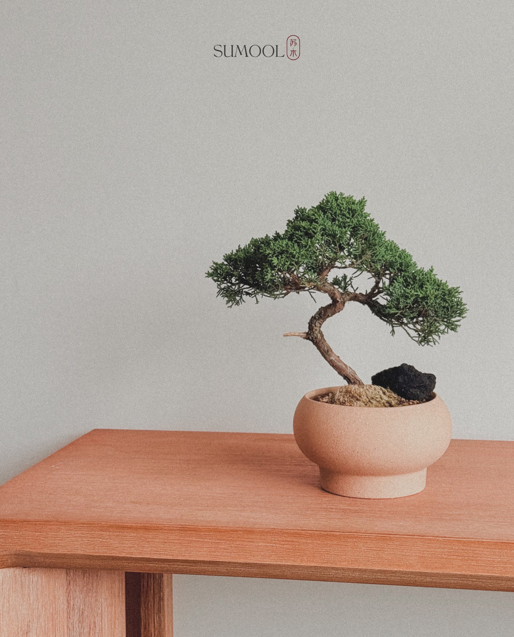 Shimpaku Juniper Bonsai in round sand pot