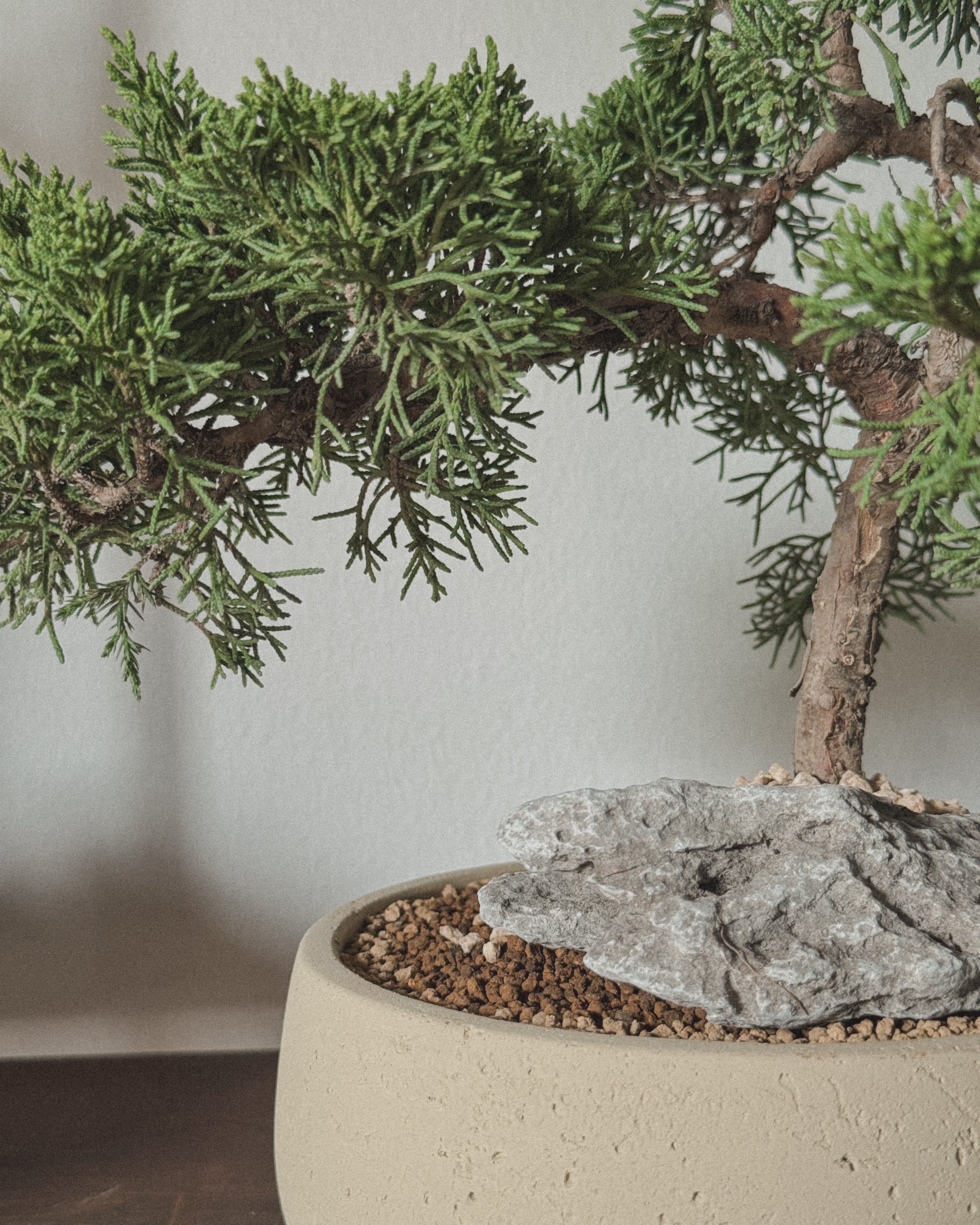 Shimpaku Juniper Bonsai in round cream pot