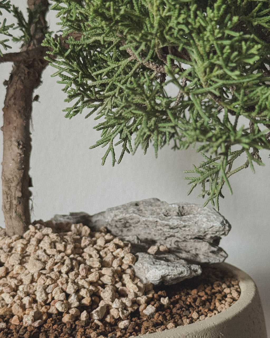 Shimpaku Juniper Bonsai in round cream pot