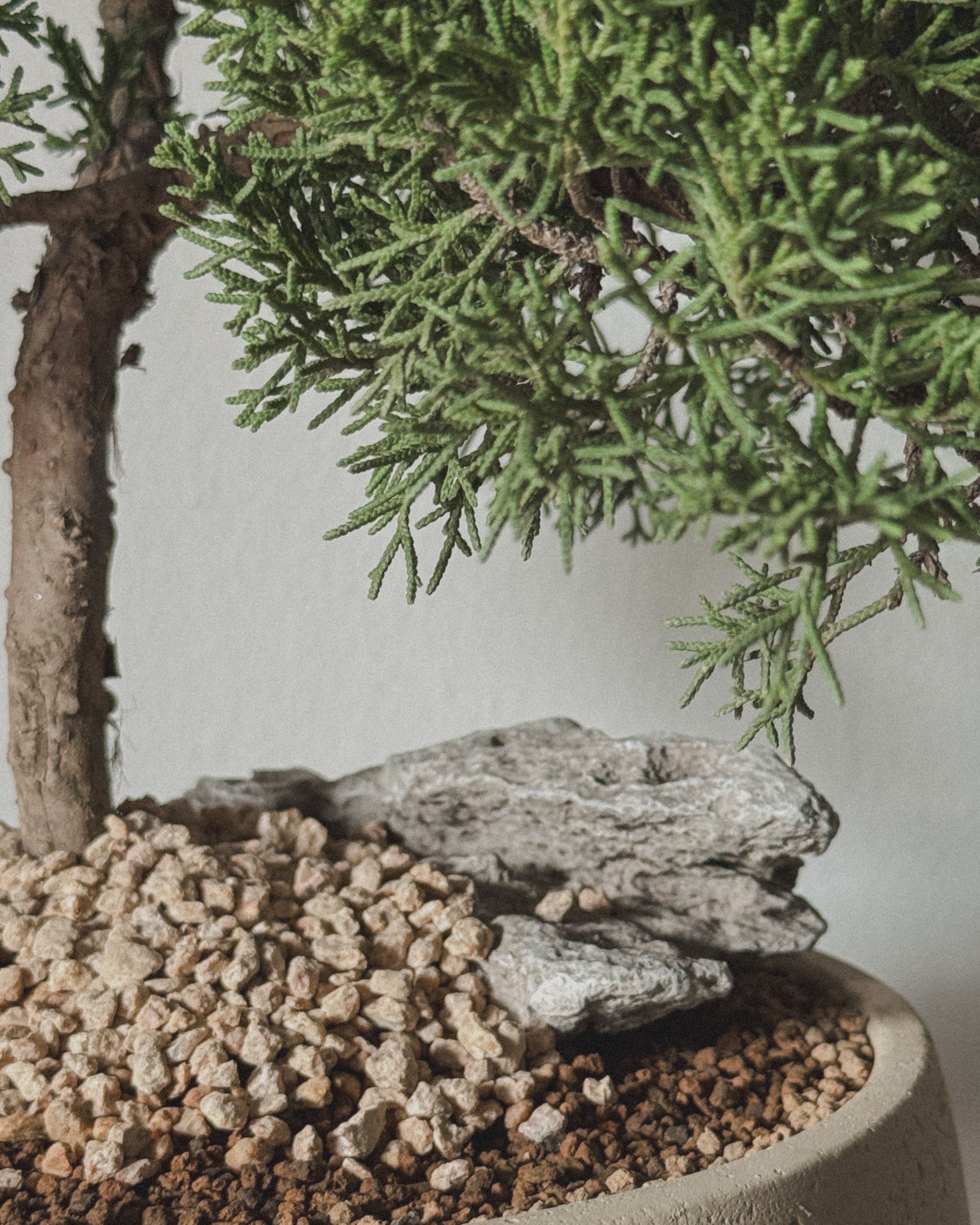 Shimpaku Juniper Bonsai in round cream pot