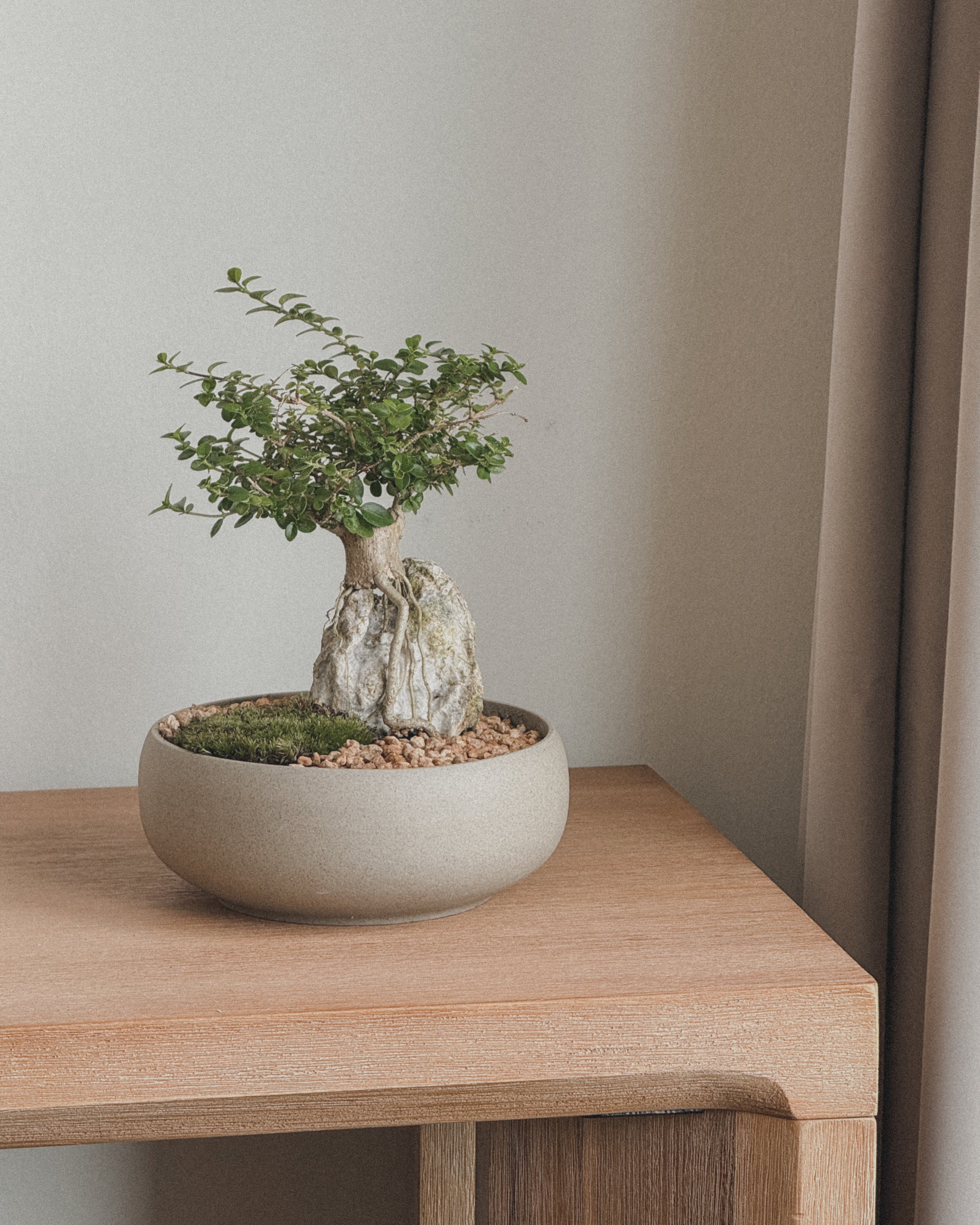 Mini Premna Bonsai on Rock