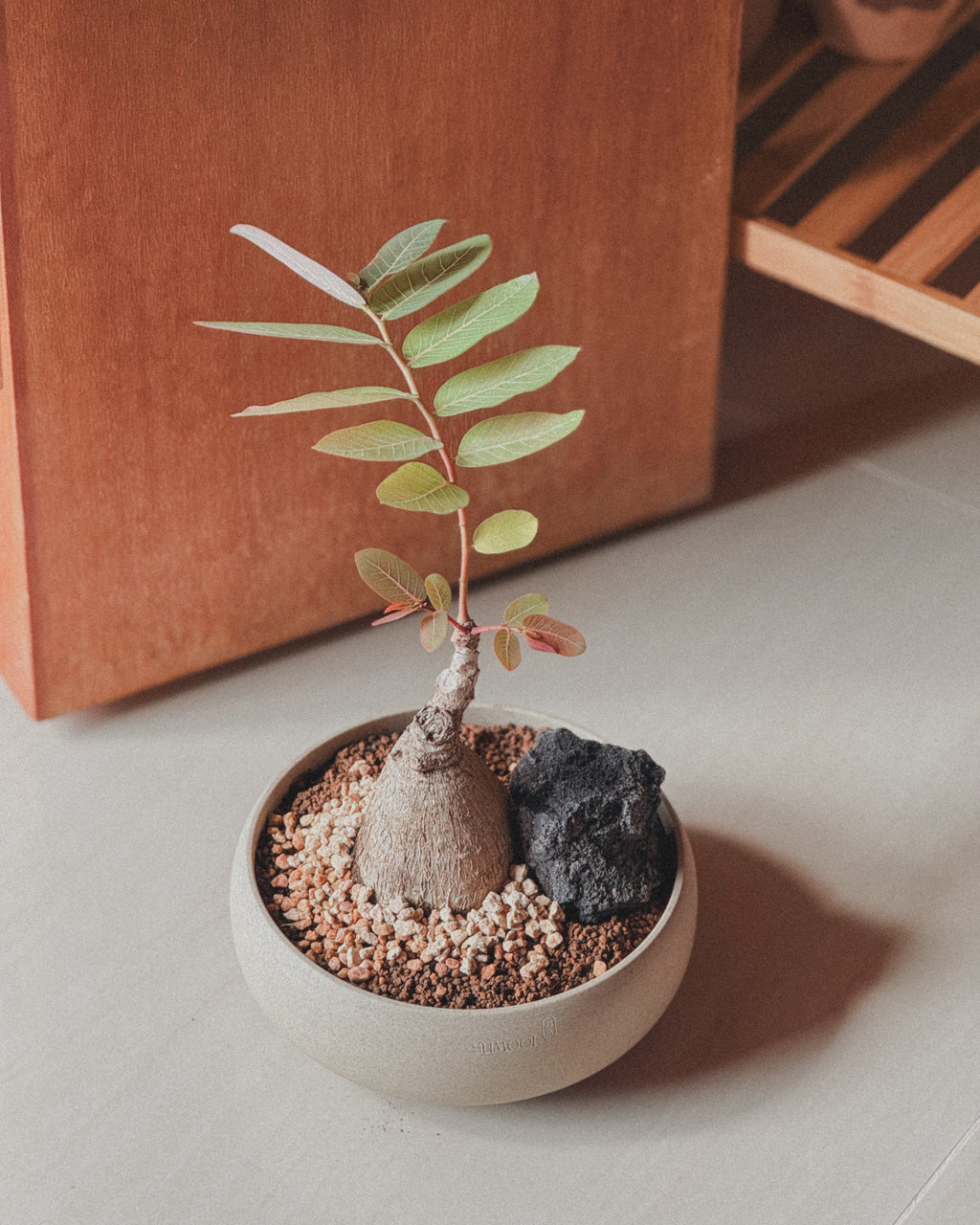 Phyllanthus Mirabillis M