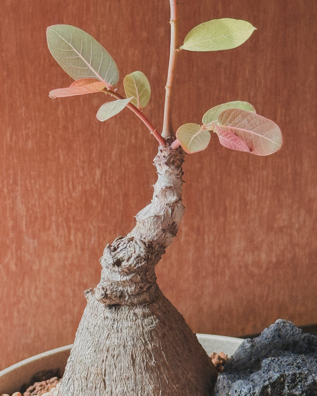 Phyllanthus Mirabillis M