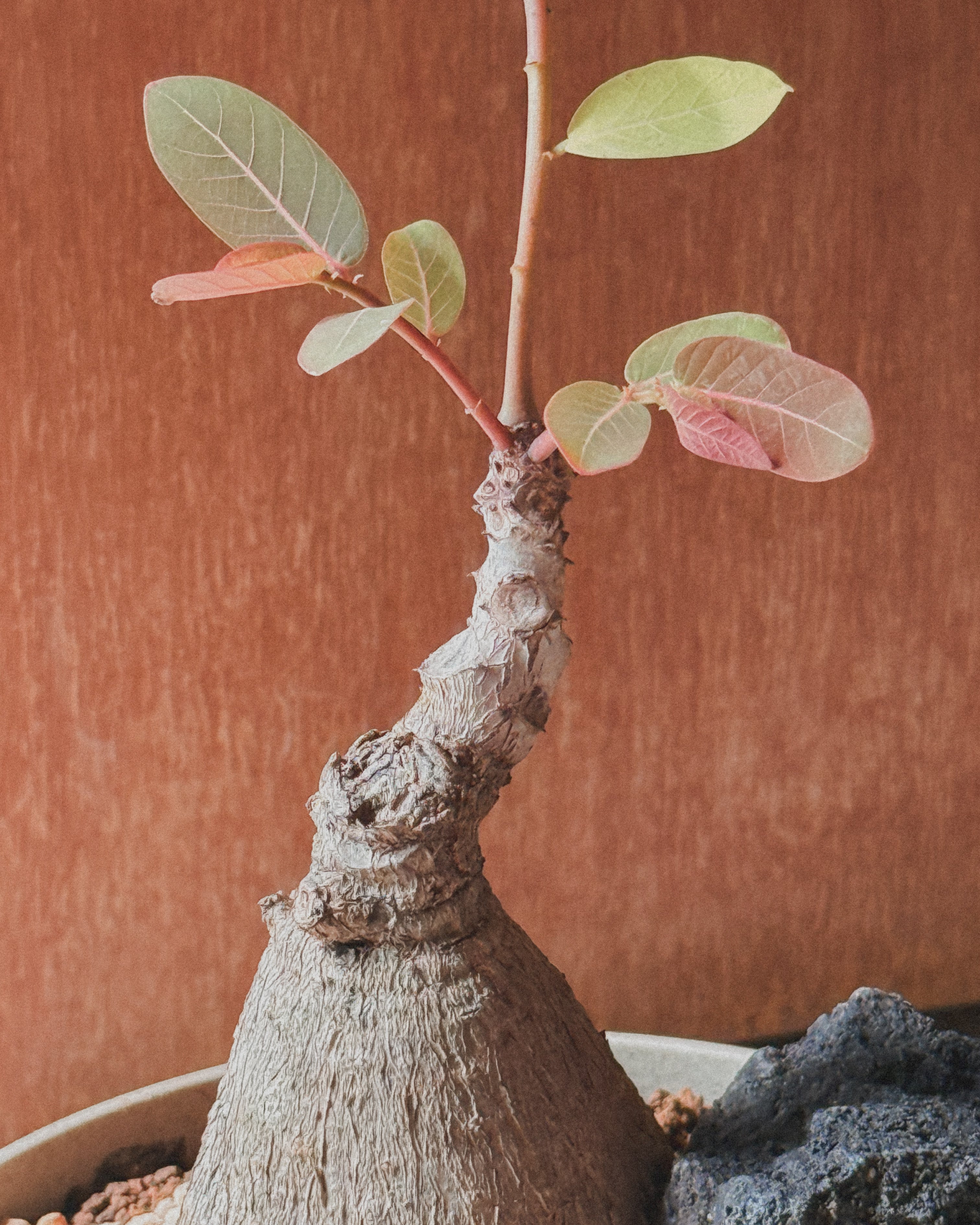 Phyllanthus Mirabillis M