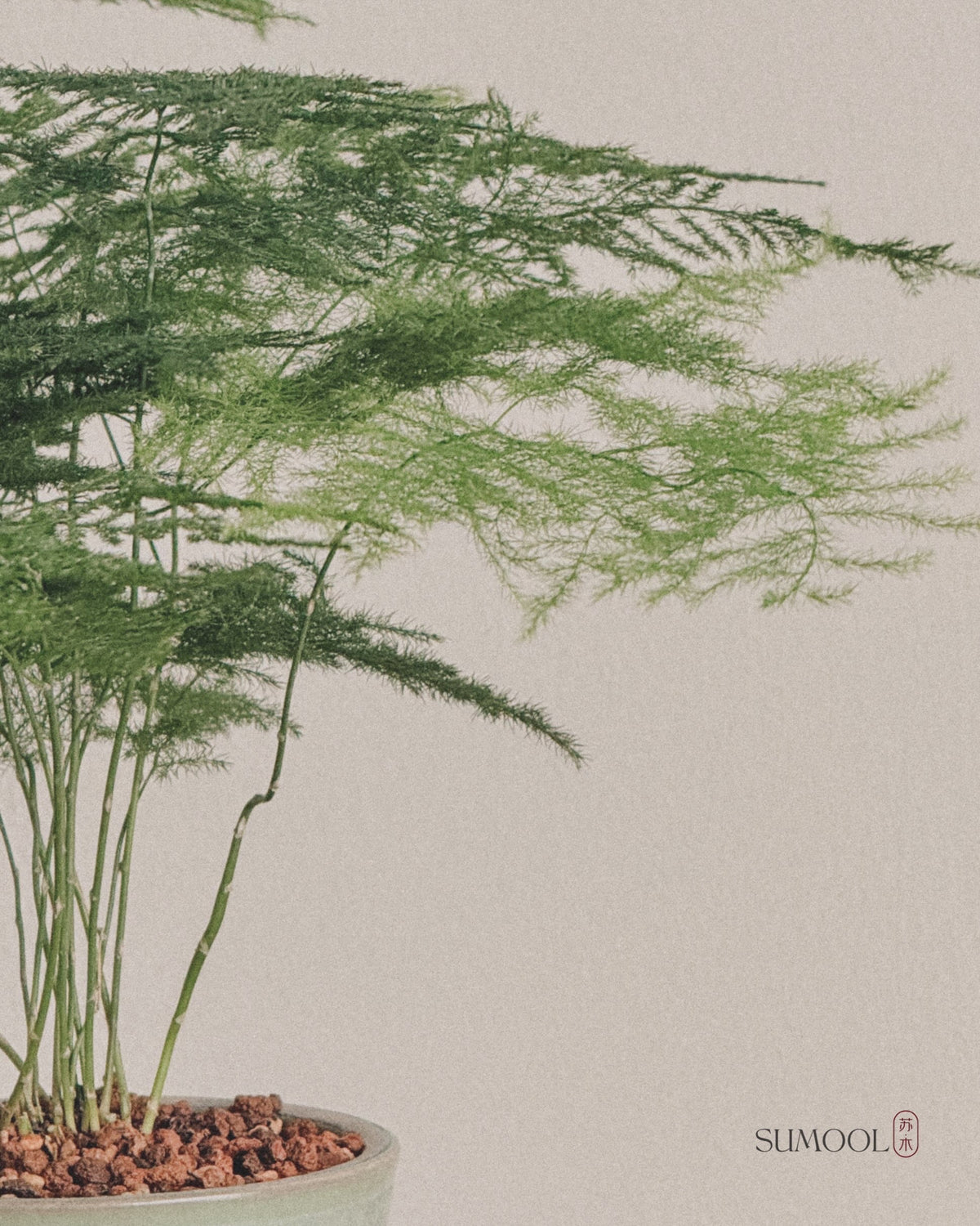 Asparagus Fern Table in Japan handcrafted pot