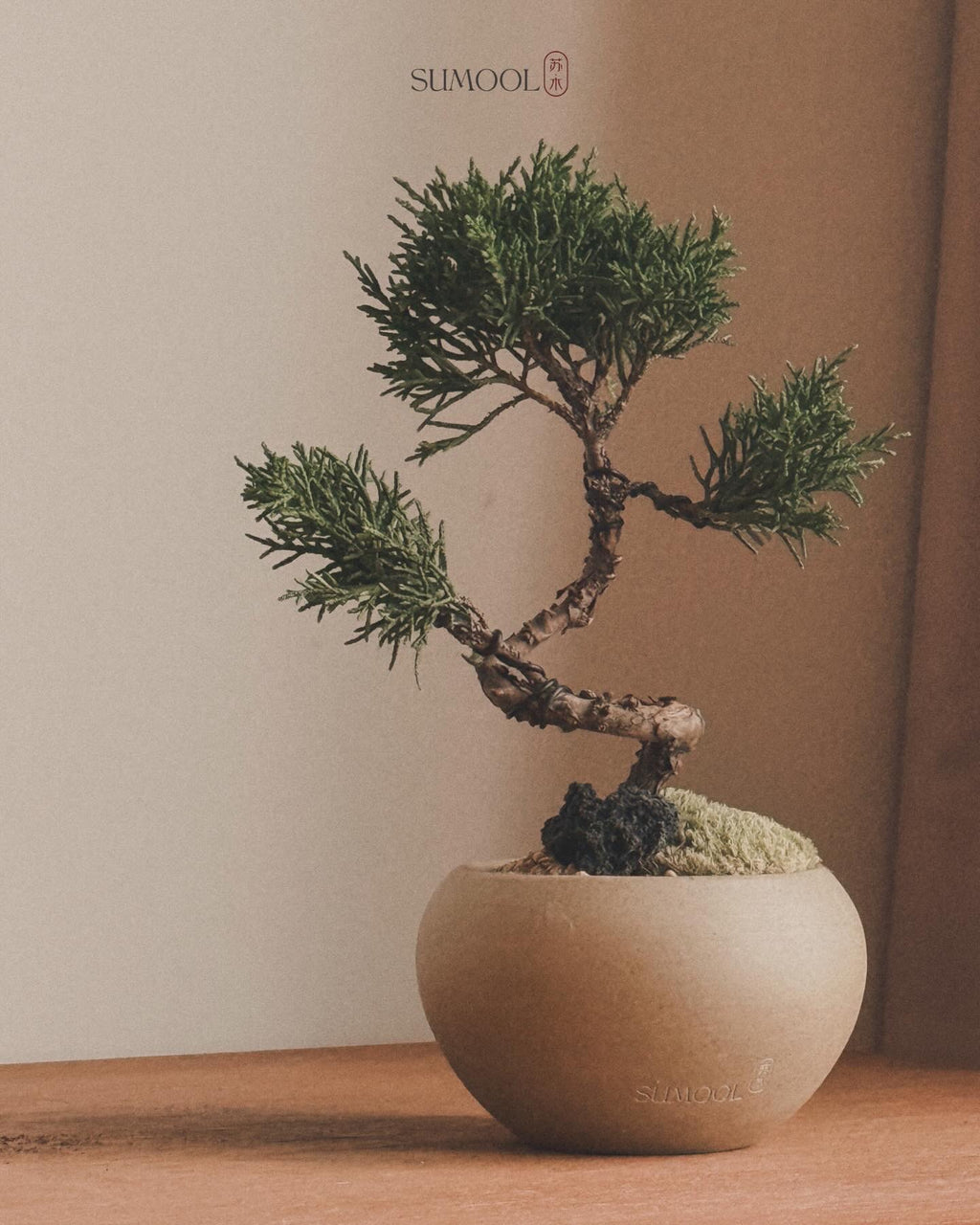 Little Shimpaku Juniper Bonsai