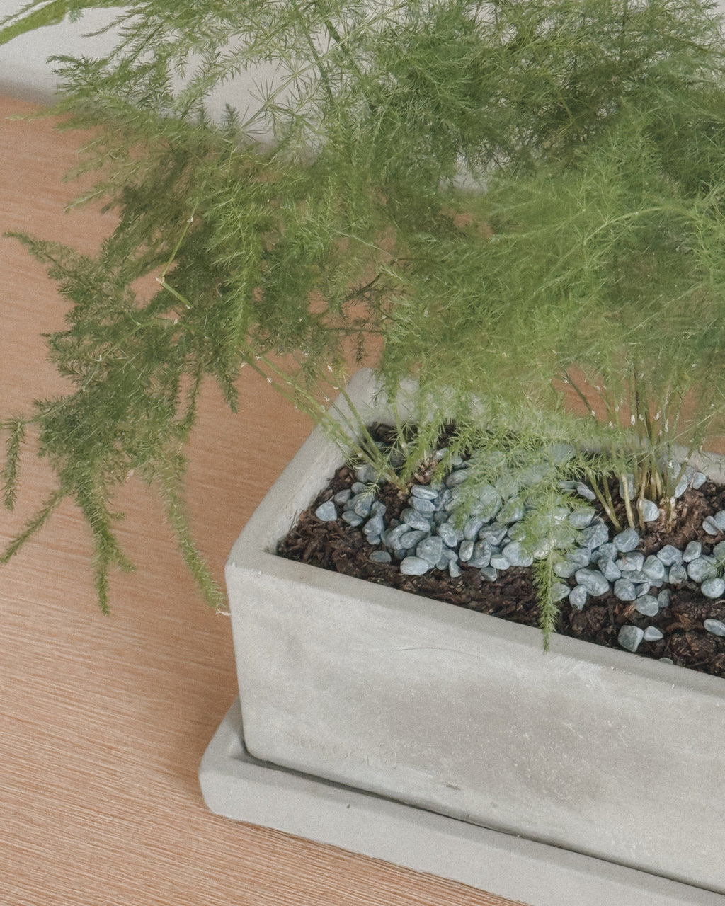 Asparagus Fern Table Forest style