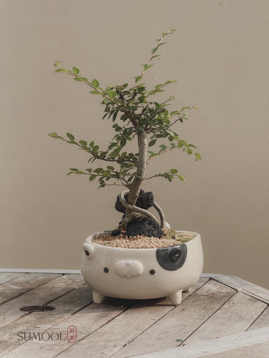 Chinese Elm Bonsai