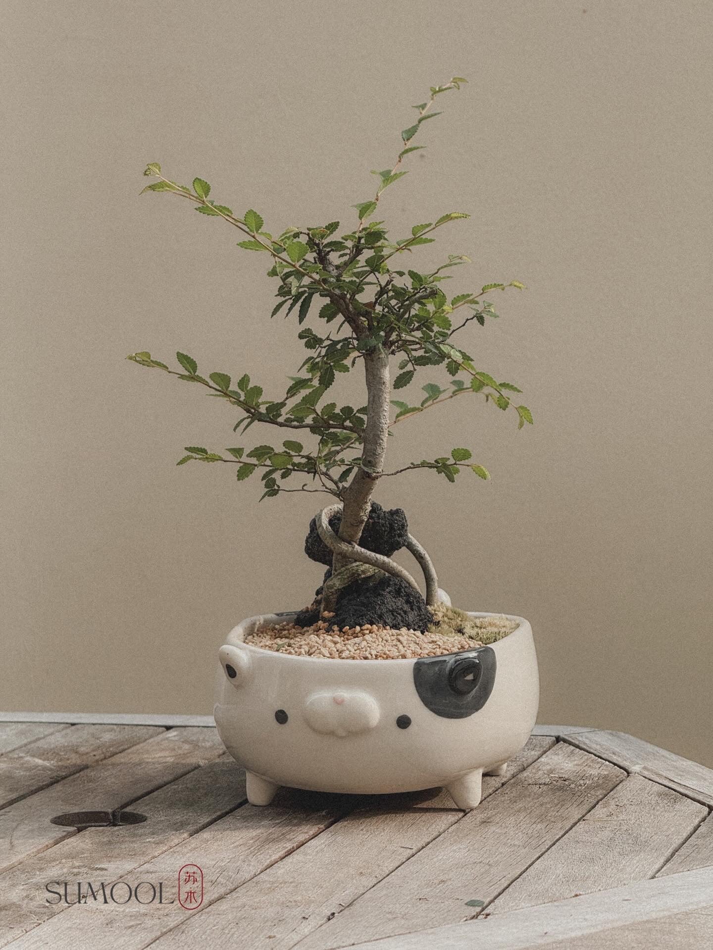 Chinese Elm Bonsai