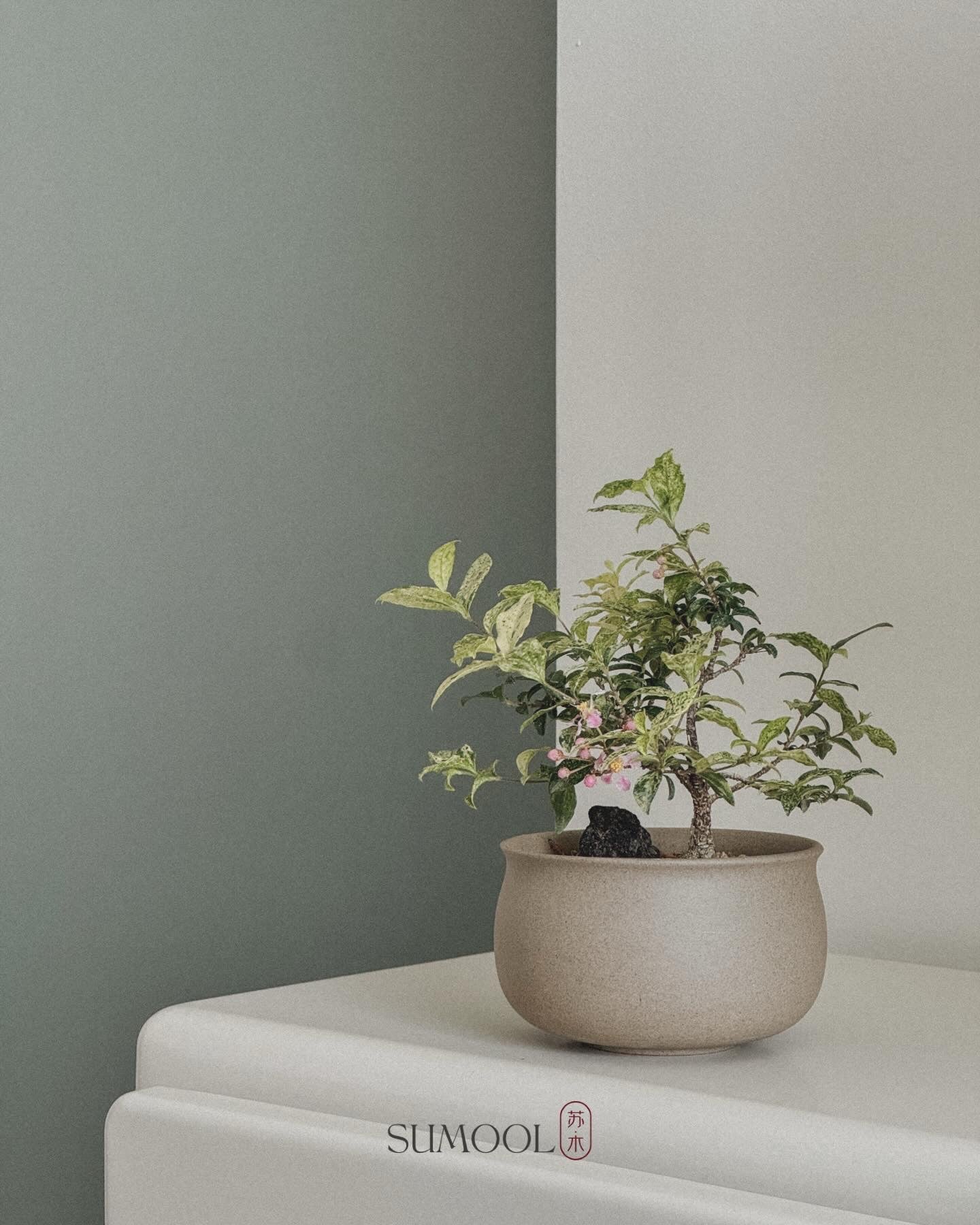 Variegated Cherry Barbados Mini Bonsai