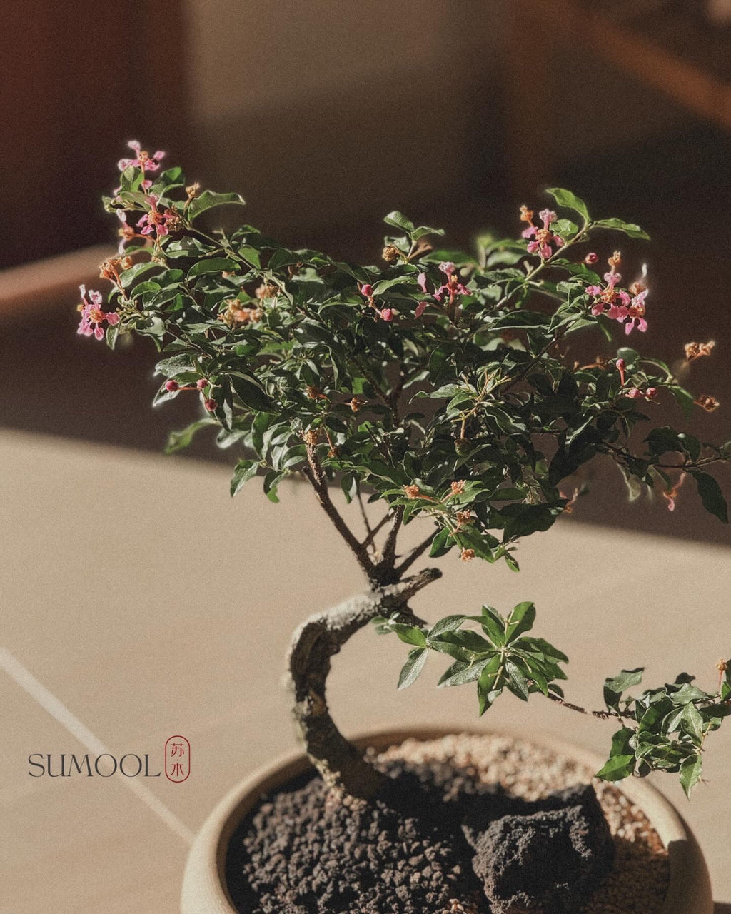 Cherry Barbados Bonsai