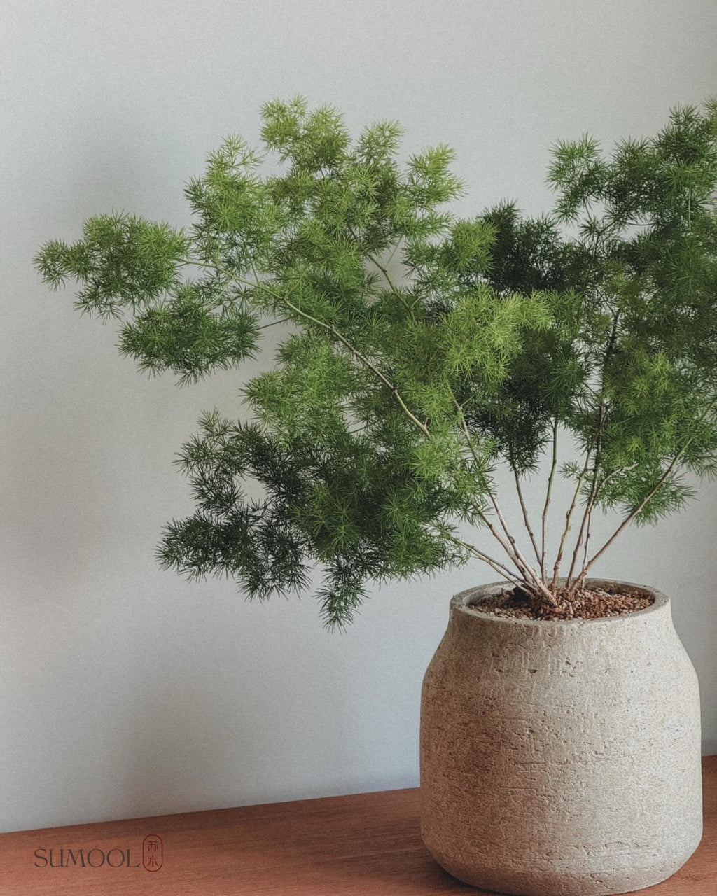 Asparagus Retrofractus in Sand pot