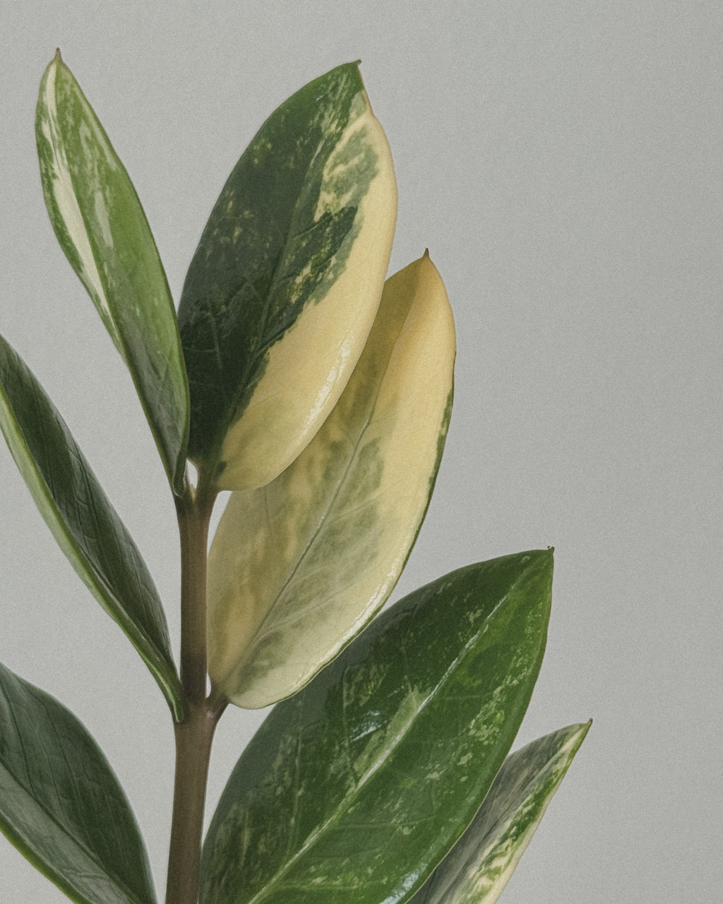 Lucky ZZ Varigated Zamioculas Zamiifolia