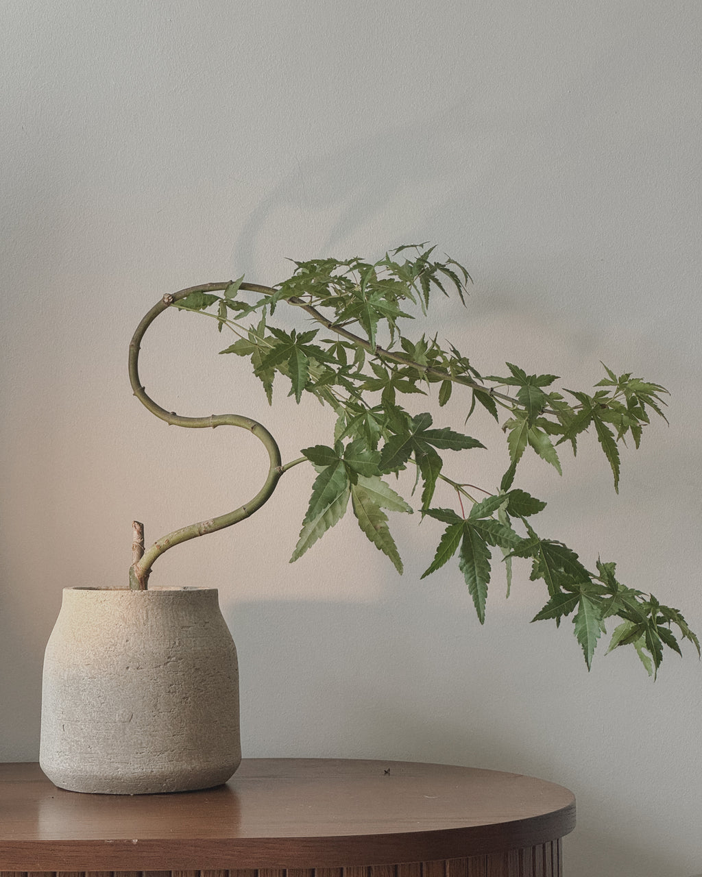 Acer platanoides Maple Bonsai