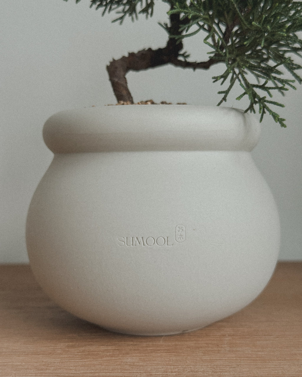 Little Shimpaku Juniper Bonsai