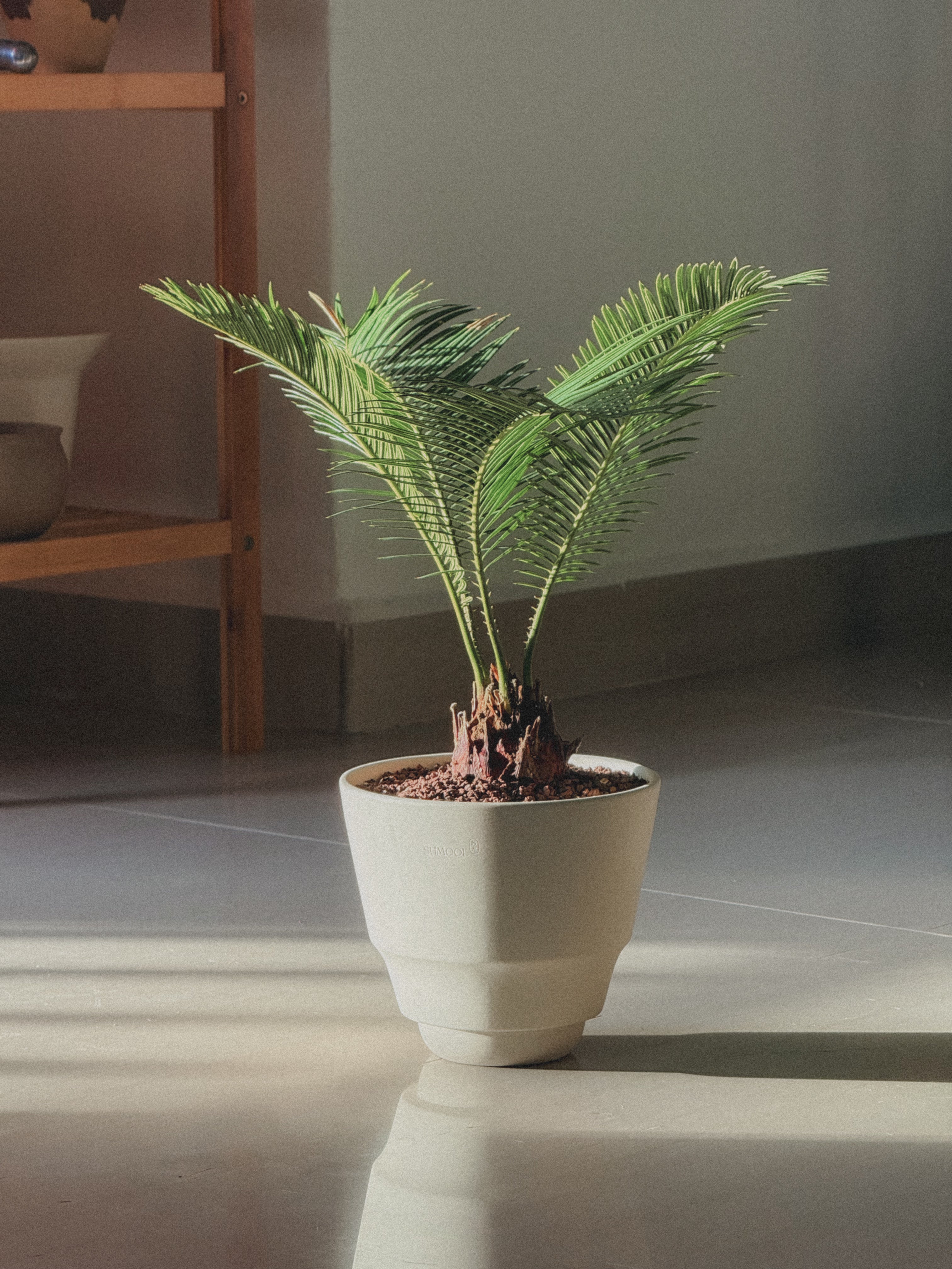 Sago Palm (Cycas Revoluta)