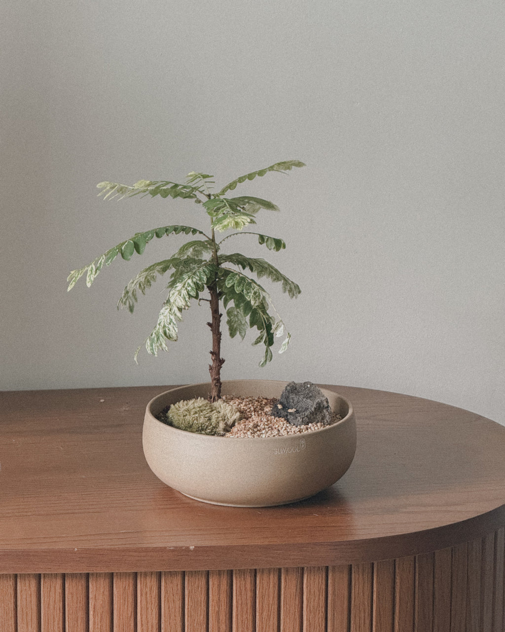 Variegated Phyllanthus Pulcher