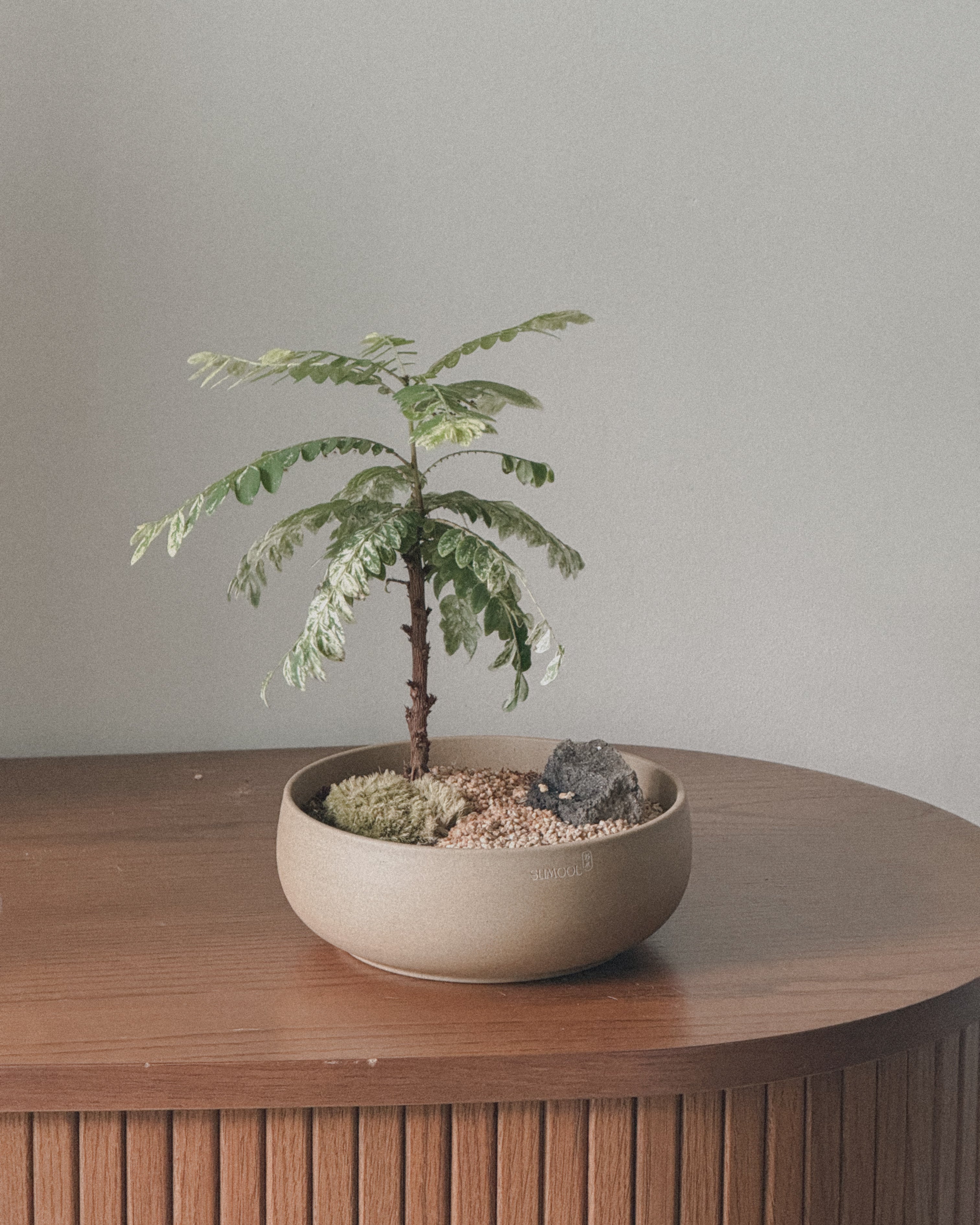 Variegated Phyllanthus Pulcher