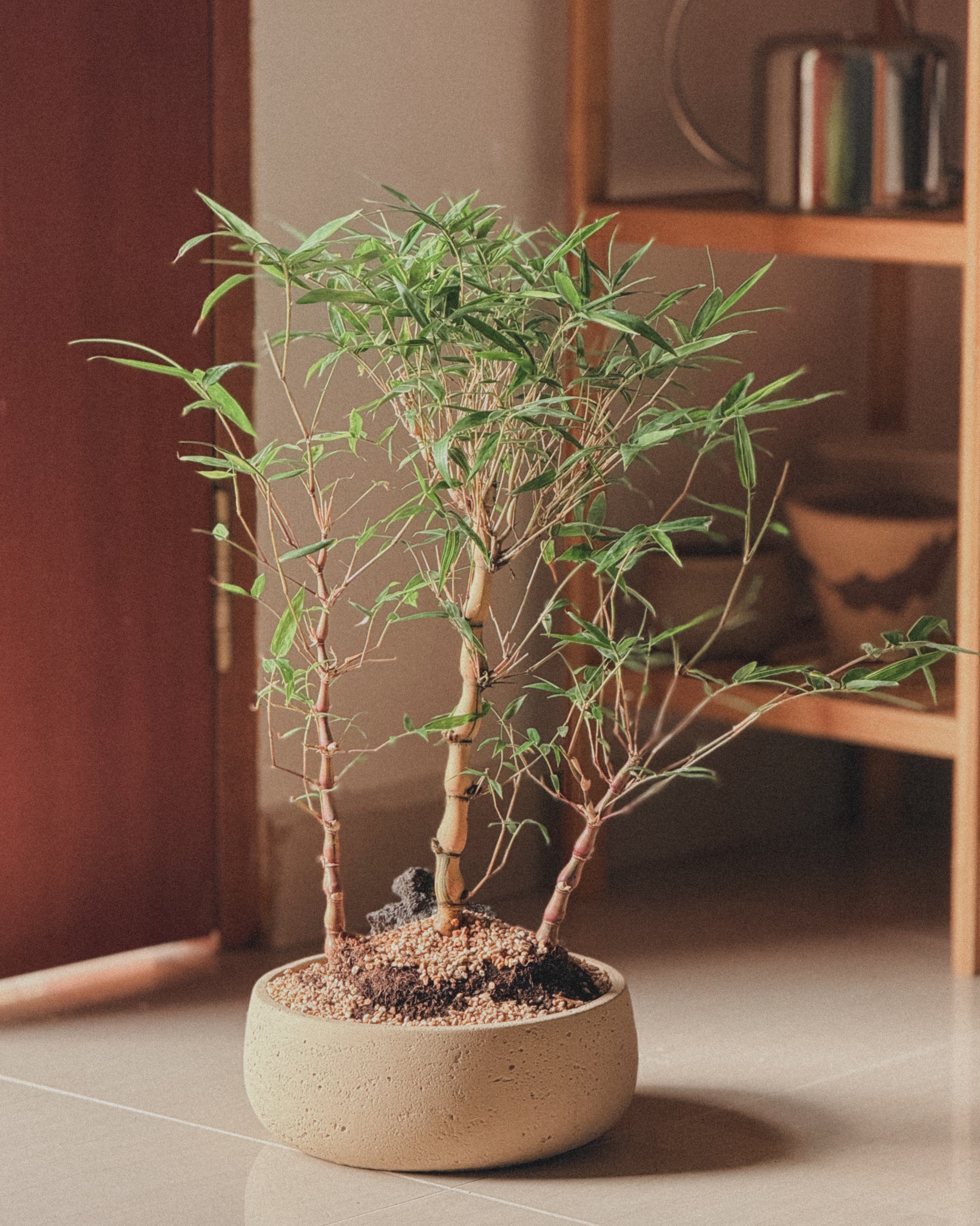 Lucky variegated bamboo (round Style)