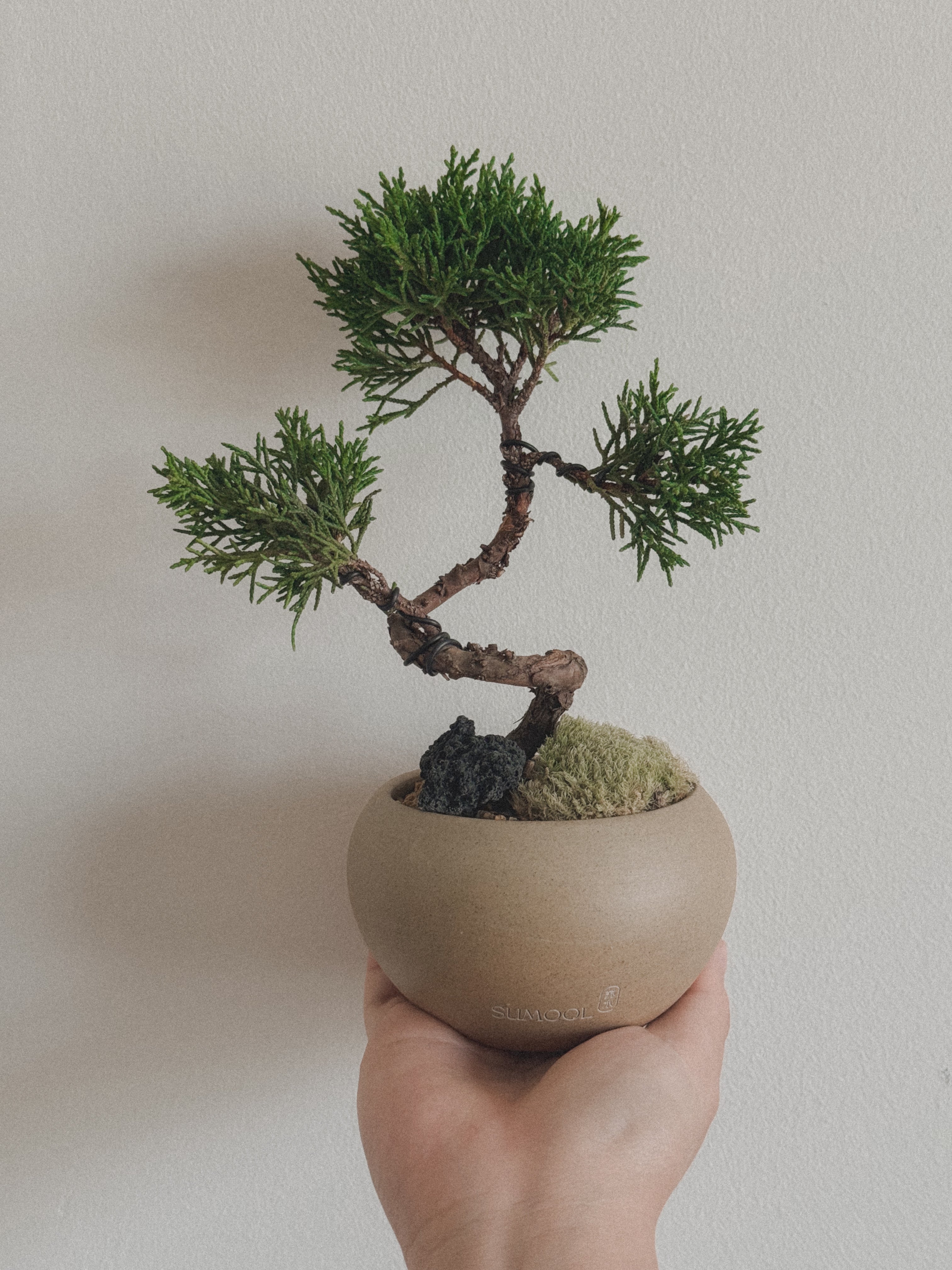 Little Shimpaku Juniper Bonsai