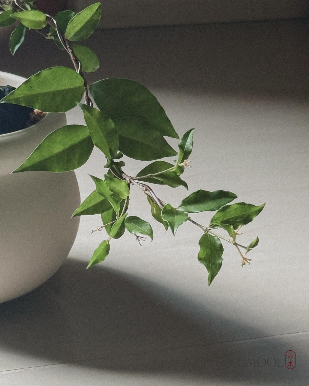 Cherry Barbados mini bonsai