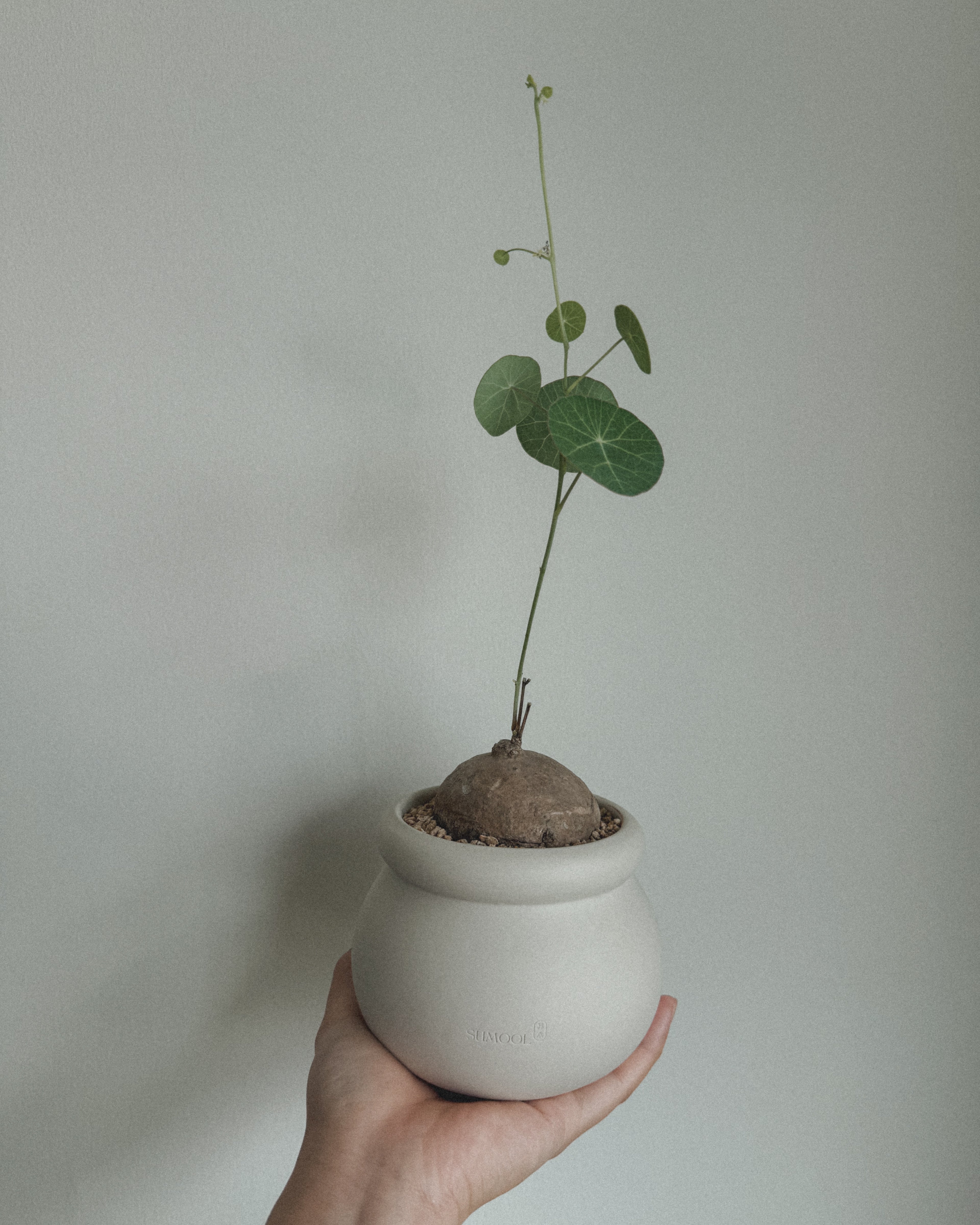 Stephania Erecta in Round pot