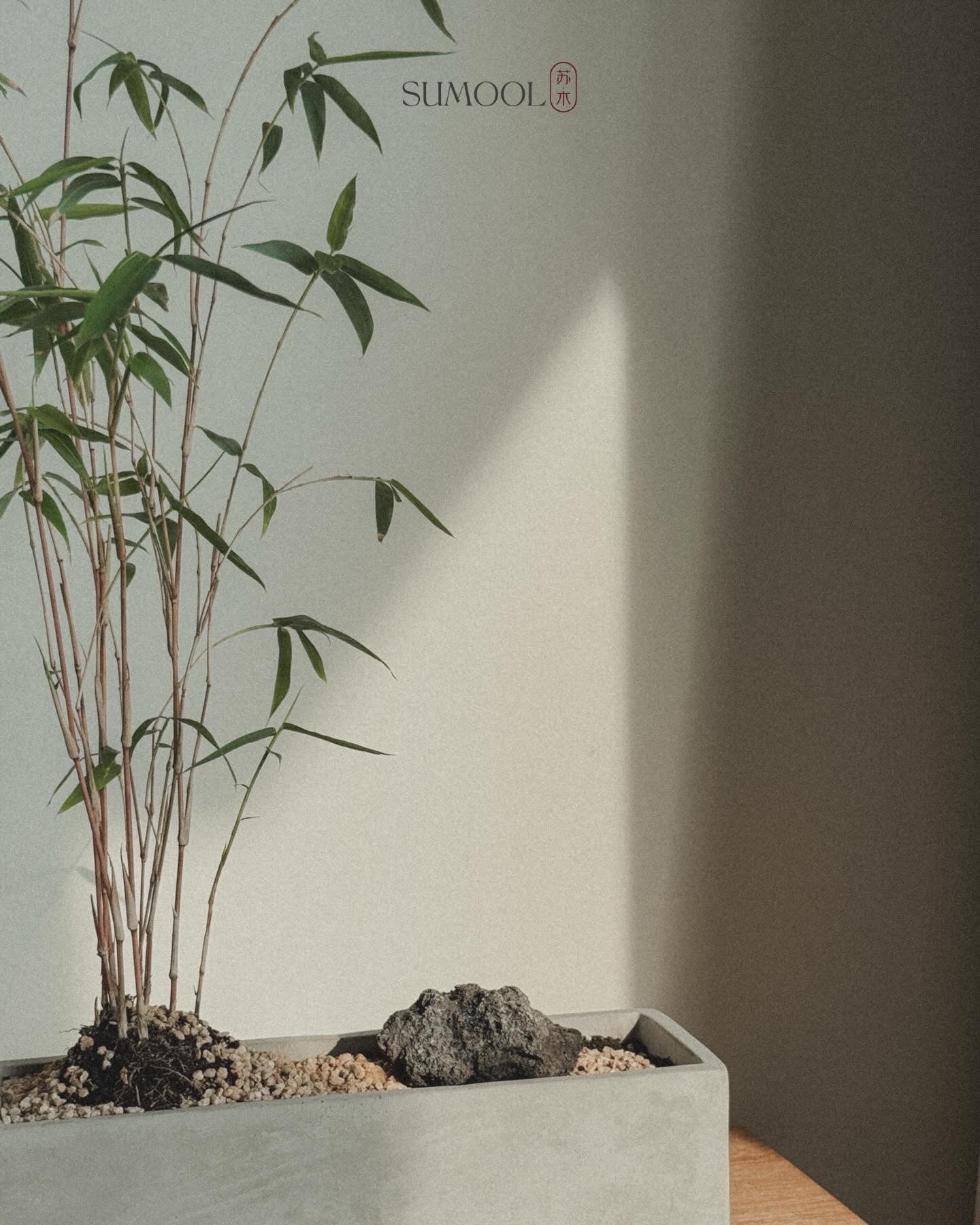 Variegated Bamboo
