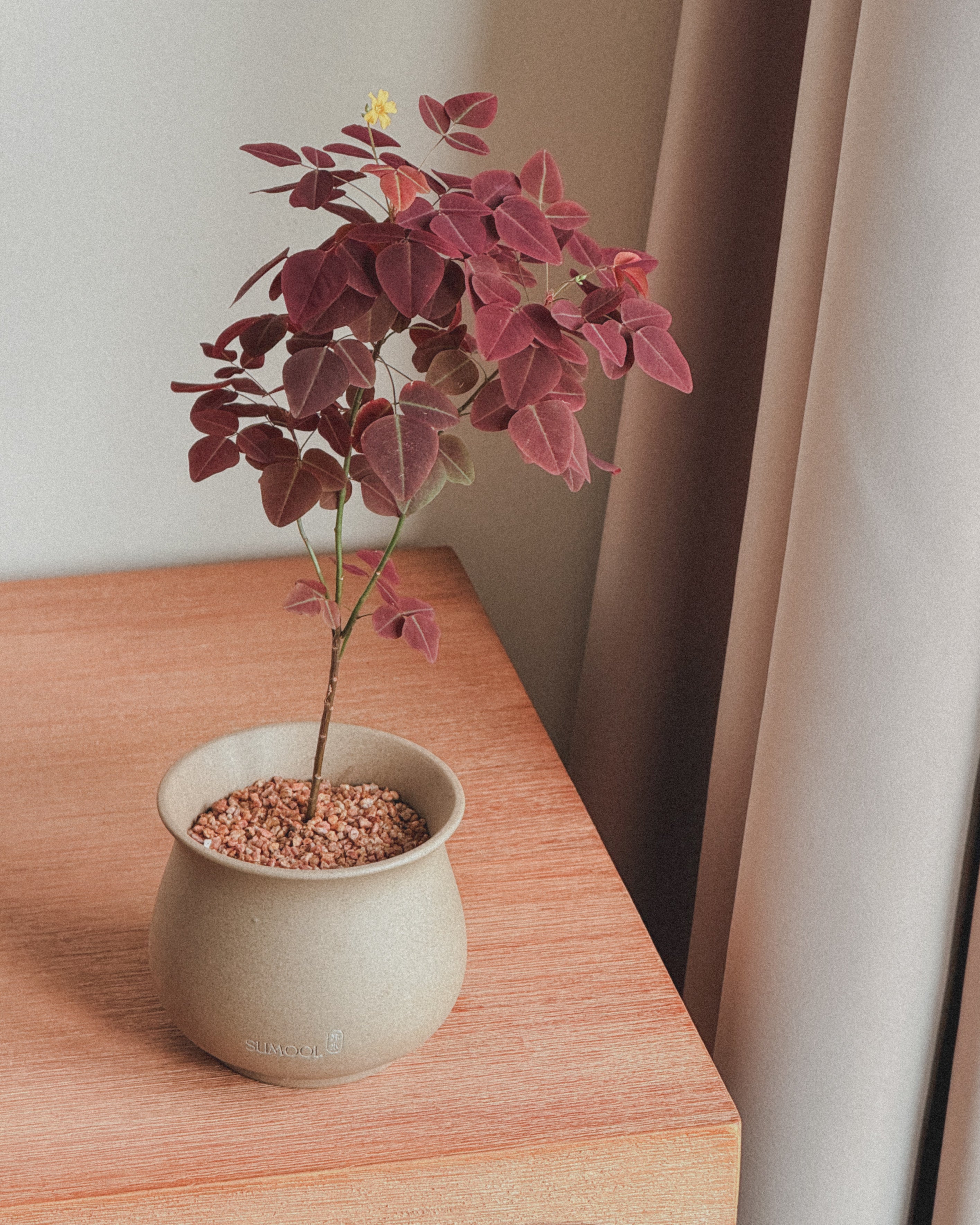 Oxalis Hedysaroides (Fire Fern)