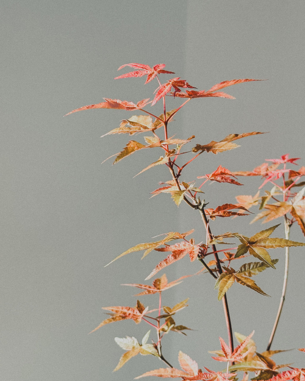 Lucky Maple bonsai