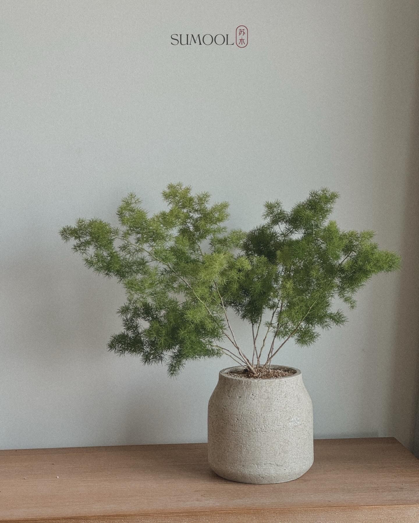 Asparagus Retrofractus in Sand pot